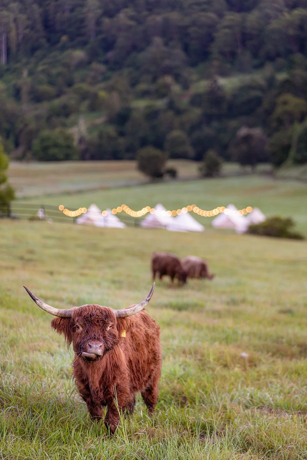 A Highland cow with long horns standing in a grassy field with other cows and tents in the background, and a forested hillside in the distance.