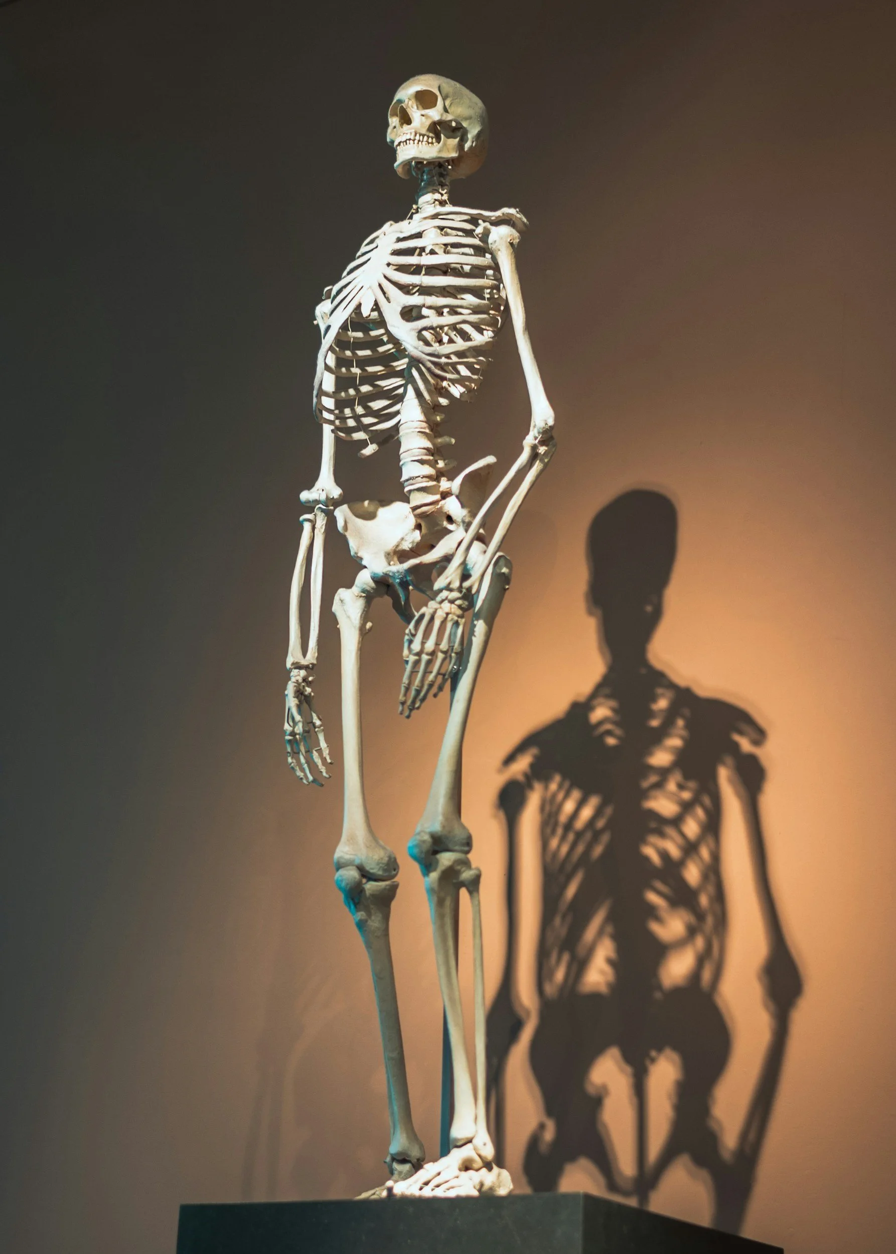 An anatomical skeleton standing in a museum, casting a shadow on the wall behind it.