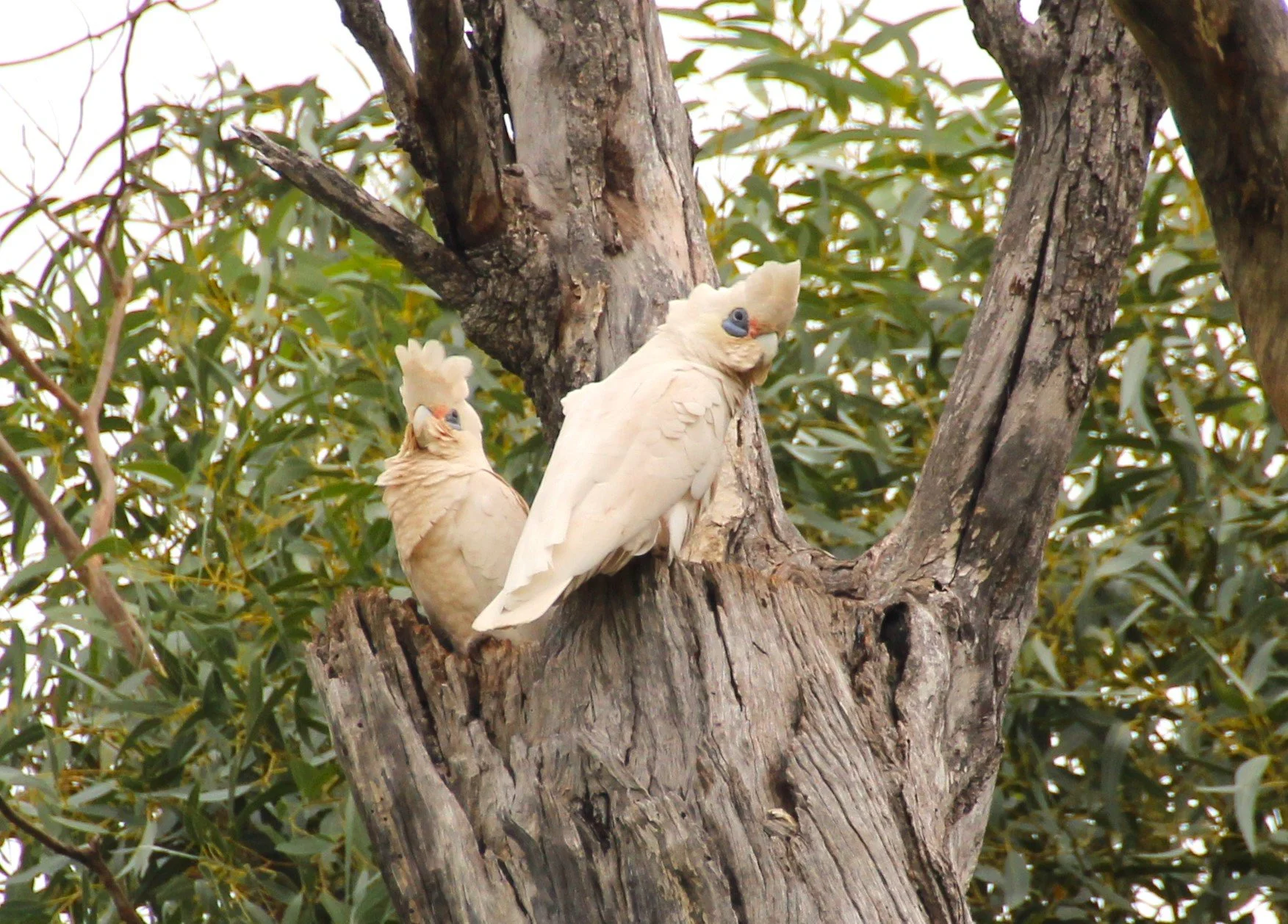 Join the Golf Fore Nature iNaturalist Project