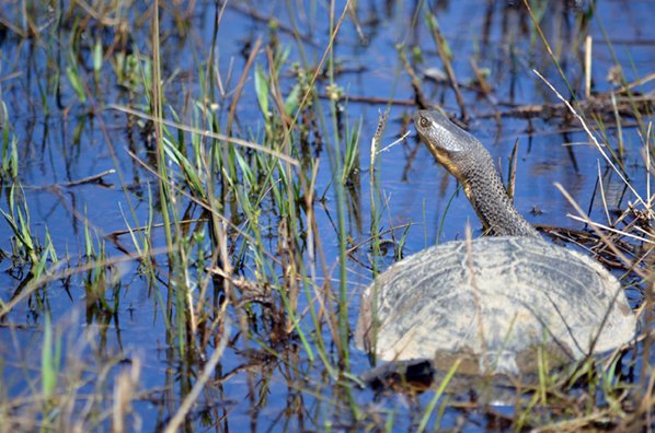 Engineering Biodiversity: A New Generation of Water Features for Australian Golf Courses