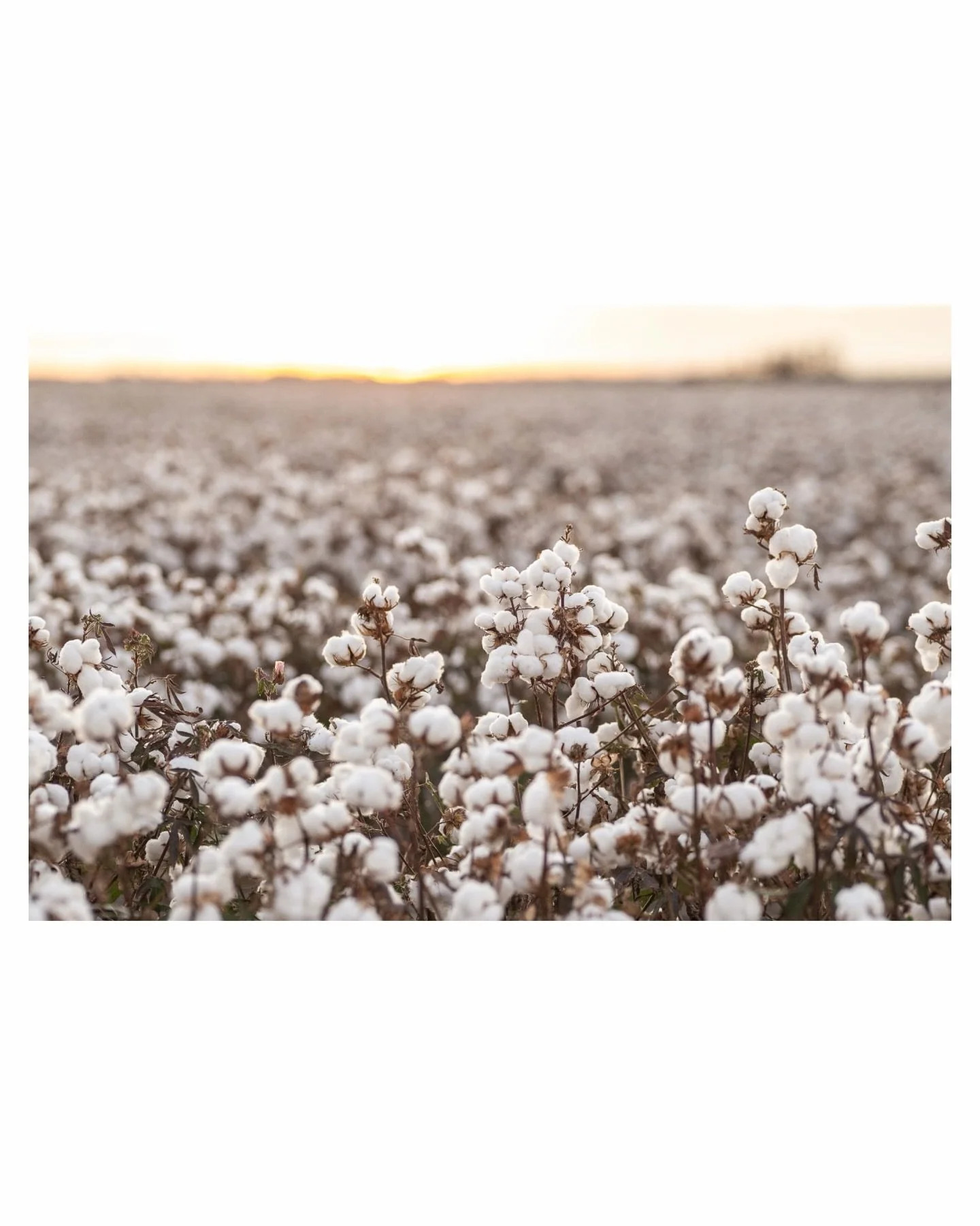 The peaceful cotton fields at dusk 🤍 

#rachelosbornephotography #cottoncrop #ruralaustralia #agriculture #australianfarminglife