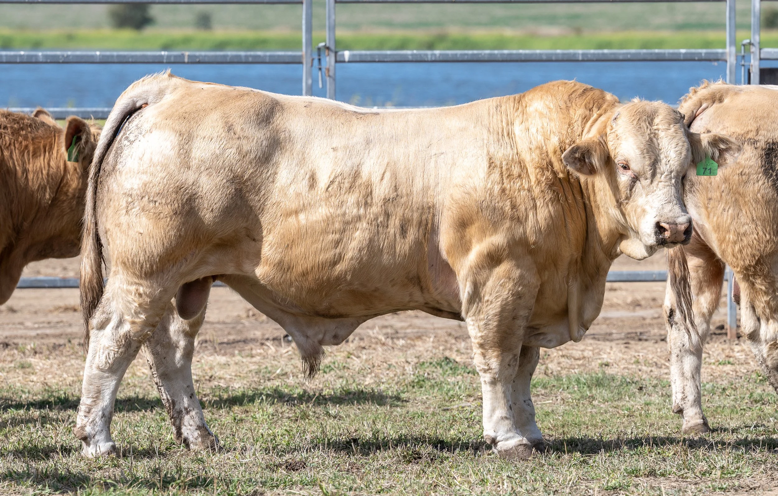 BULL 71_DSC6830.jpg