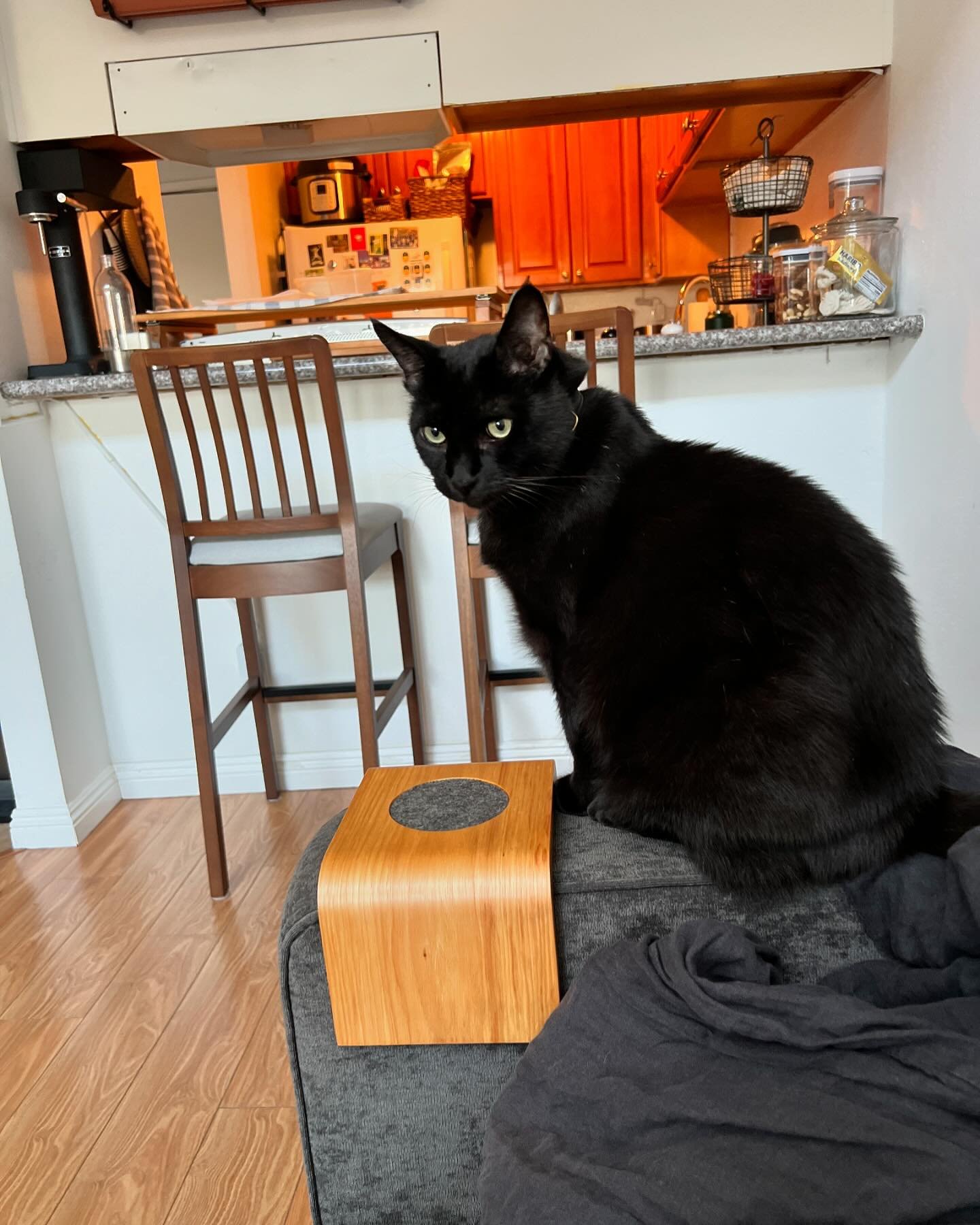 Happy #InternationalCatDay from Lena and Dramora! 🐈&zwj;⬛🐈&zwj;⬛