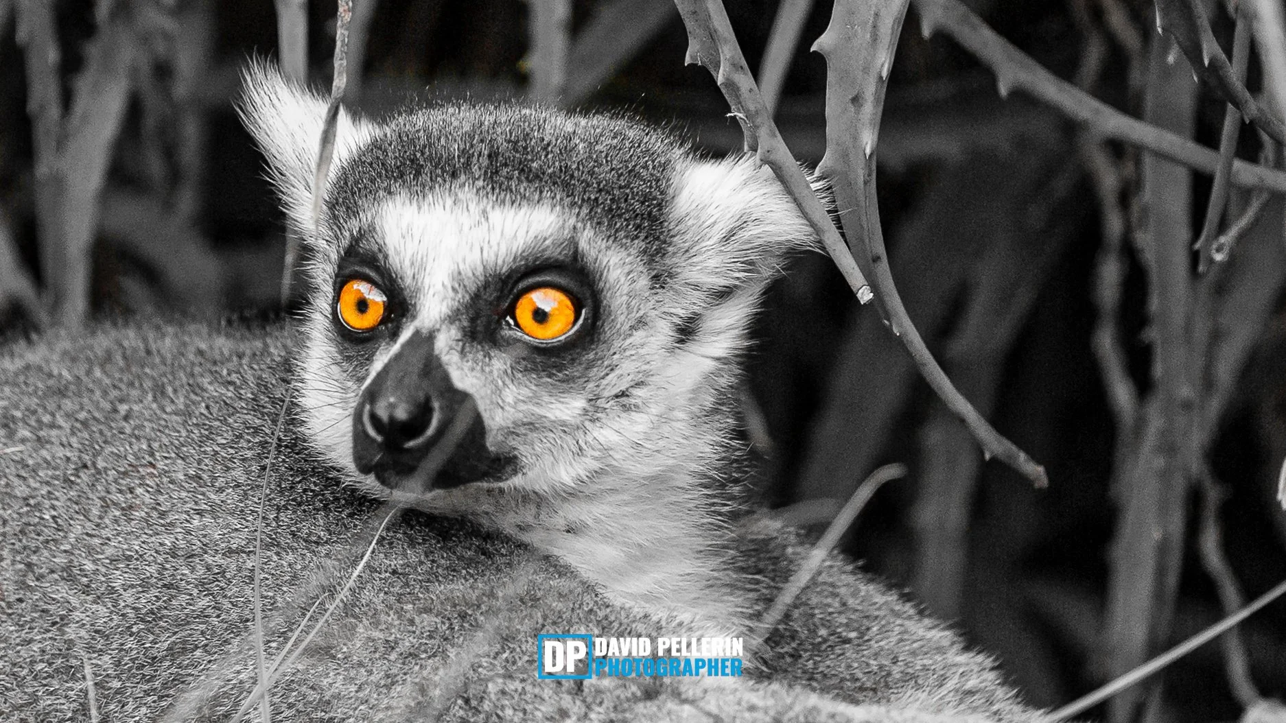 yellow eyes-1.jpg