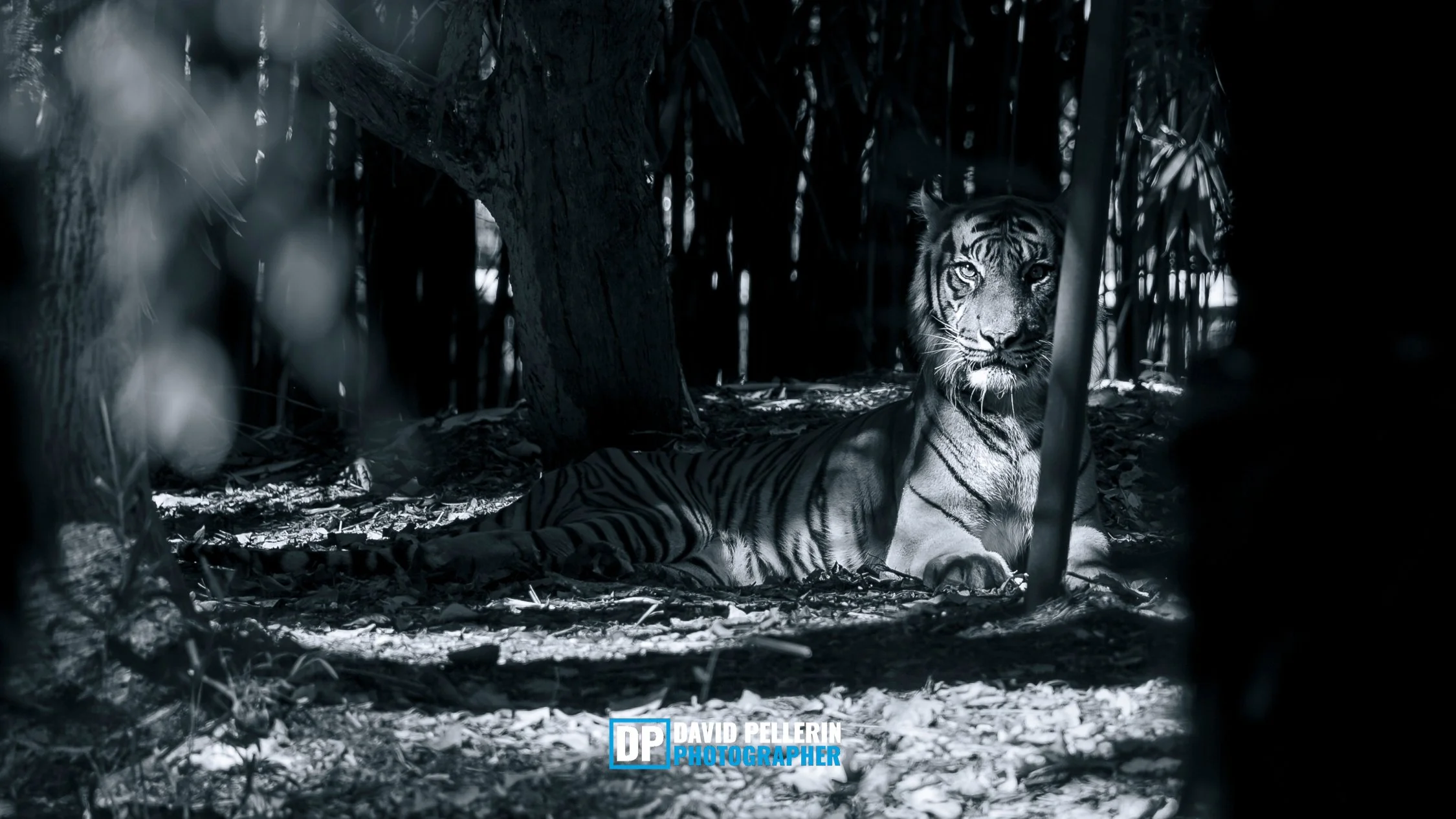 TIGER B&W-1.jpg