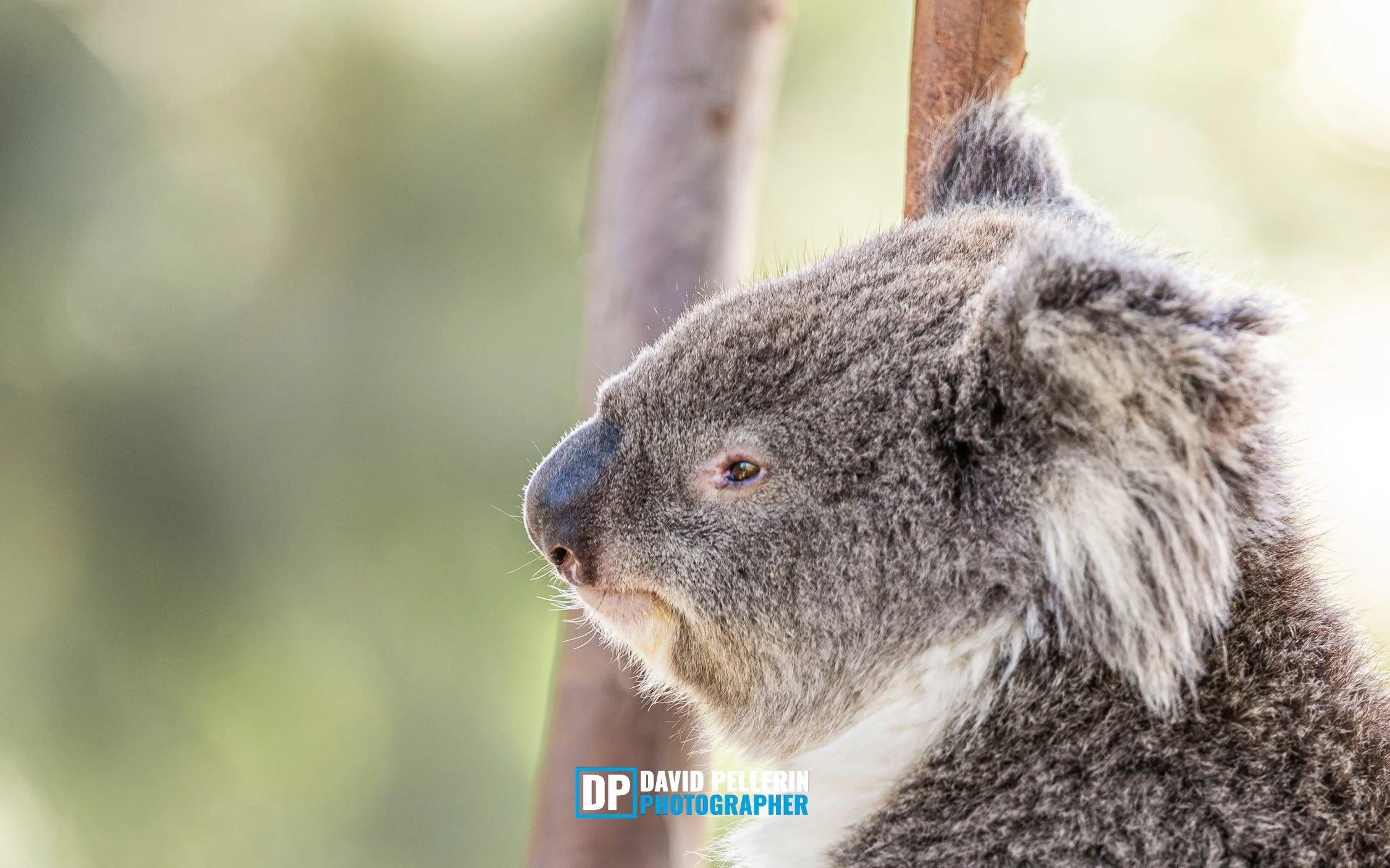 Koala tree-1.jpg