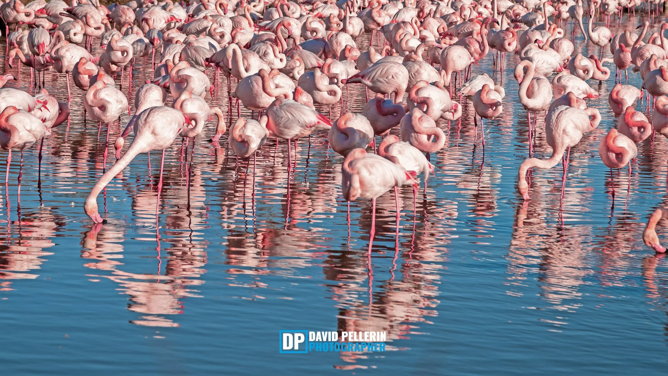 FLAMINGO 4.jpg