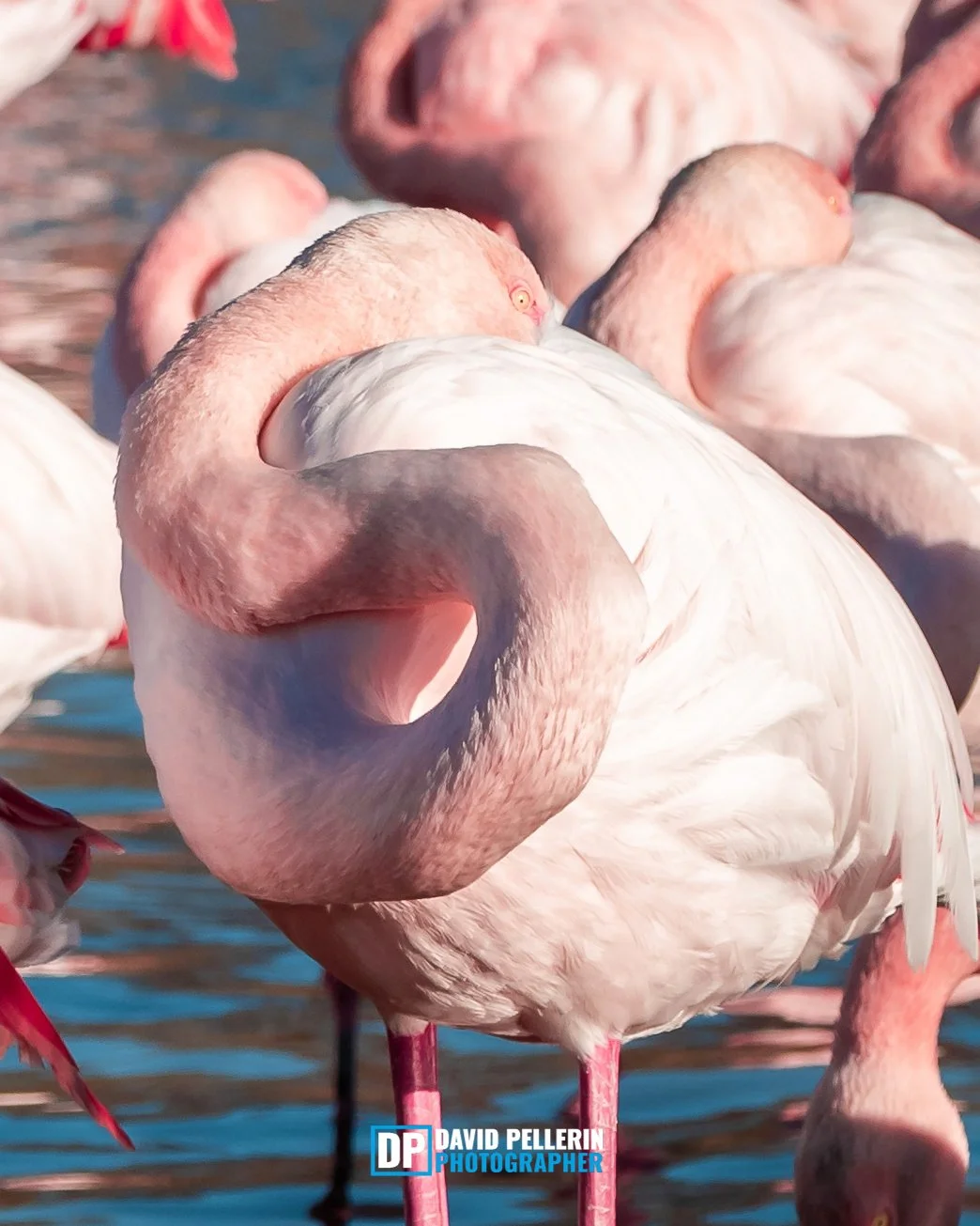 FLAMINGO 2.jpg