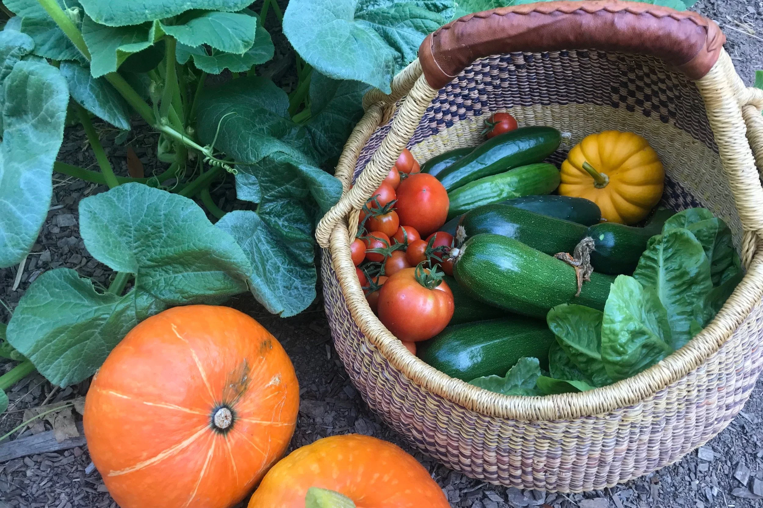 Permaculture x Urban Living