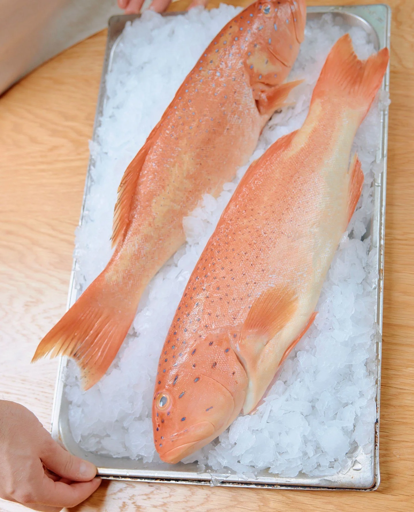 Every Sunday throughout June, join us for whole steamed coral trout with aged soy, ginger and spring onion, designed for the shared table.⁠ Walk-ins are always welcome.