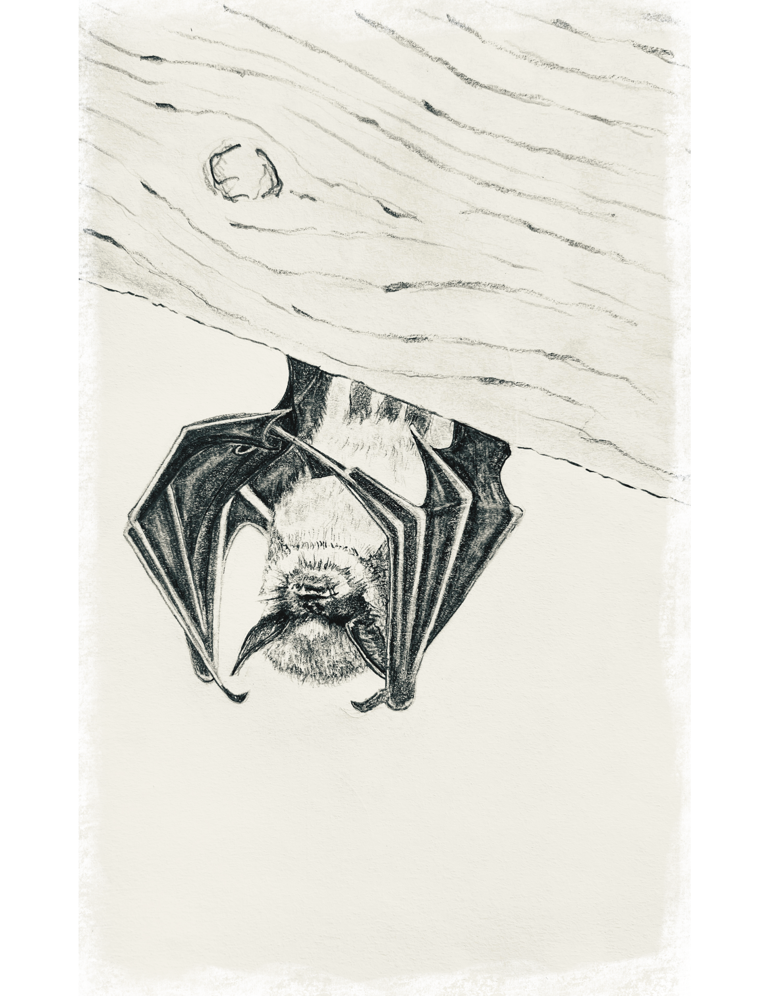Untitled_Artwork 7.png