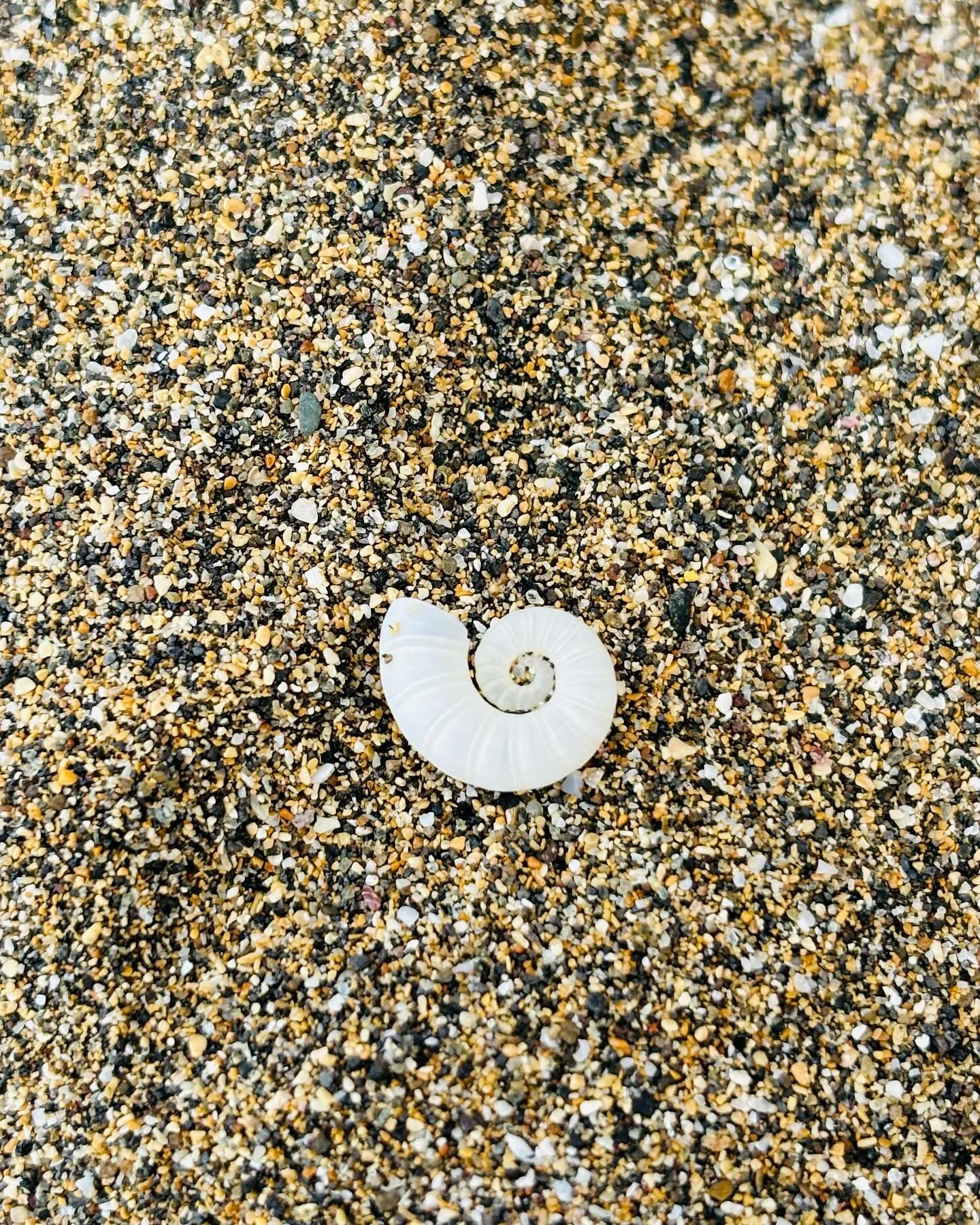 .
Caparaz&oacute;n de espiral 🌀 🐚

A esto lo llamamos tesoros del mar, y no es para menos porque recientemente pudimos descubrir de qu&eacute; se trata esta espiral que siempre nos encontramos en la arena de la playa. Y es que @lascanteras subi&oac