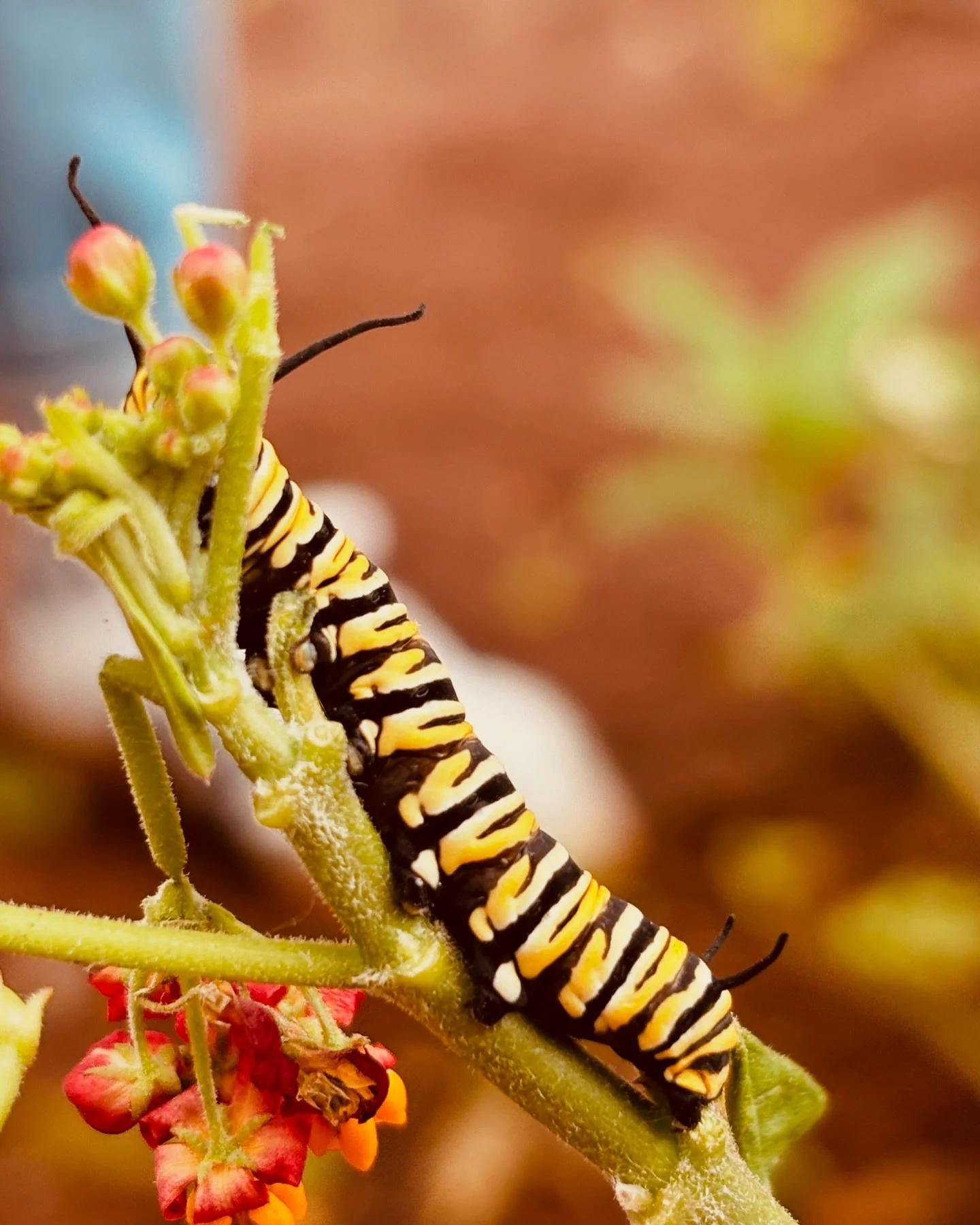 🔍🌱🐛 🦋 

Mi vida comenz&oacute; con un huevo puesto sobre una hoja.

Como oruga me aliment&eacute; de plantas.

Pronto me transform&eacute; en cris&aacute;lida.

Y cuando sal&iacute; de este estado, mi aspecto hab&iacute;a cambiado de nuevo.

&iqu