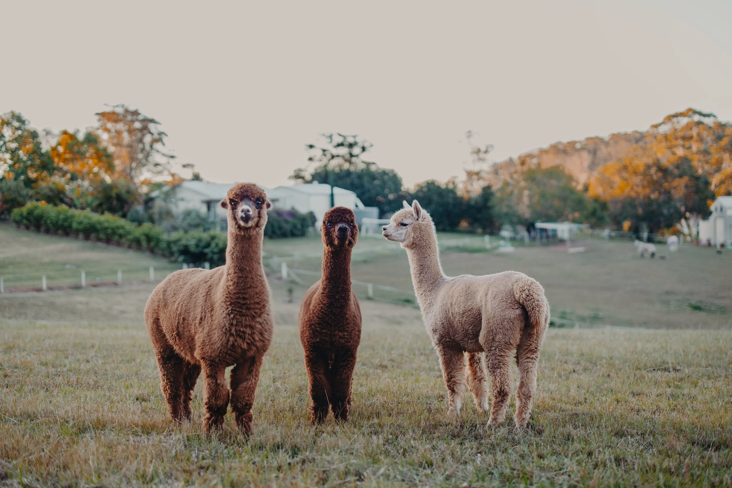 Three alpacas standing on grass in a rural area with trees and houses in the background during sunset.