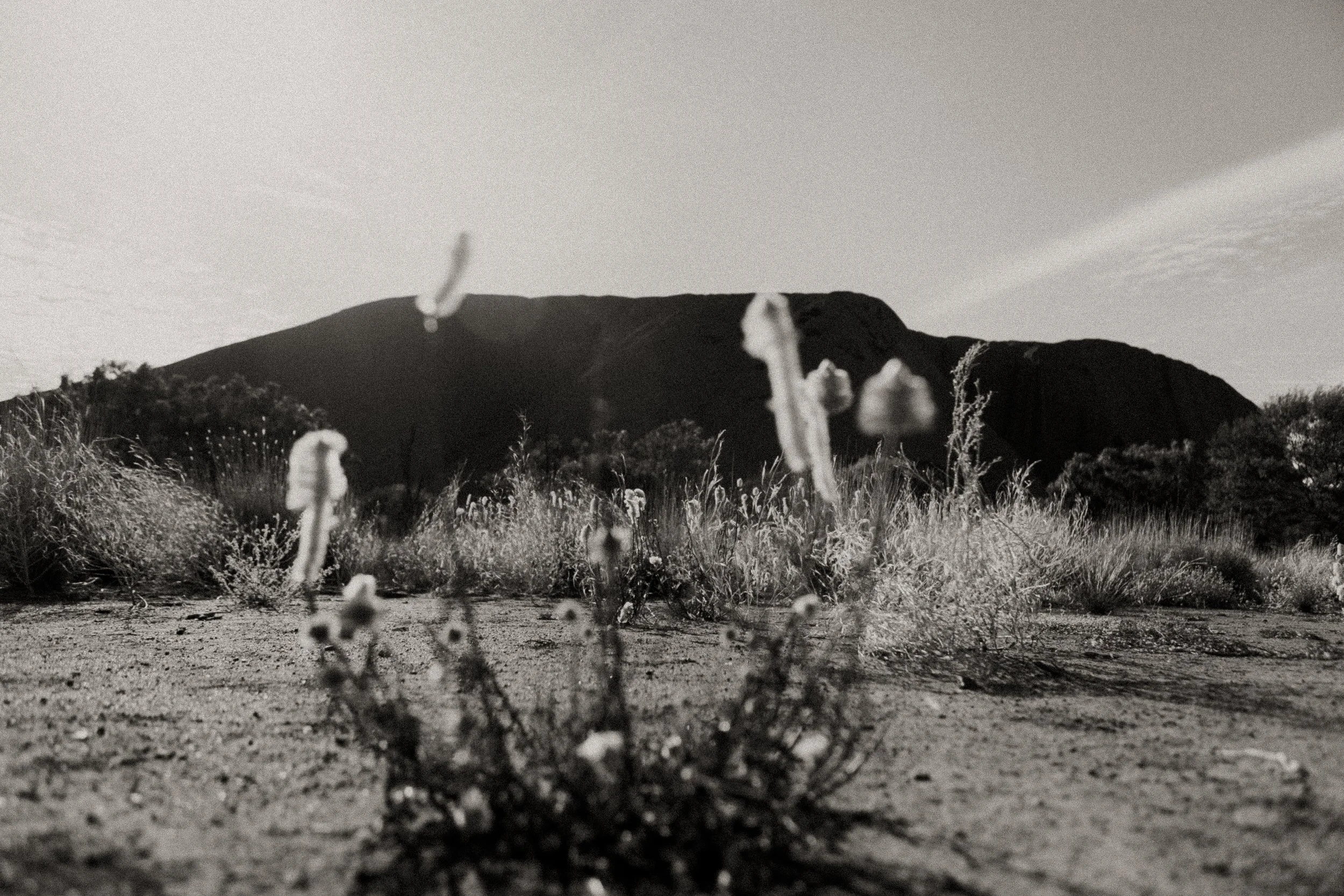 Black and white photo of a desert landscape with tall grasses and a mountain in the background.
