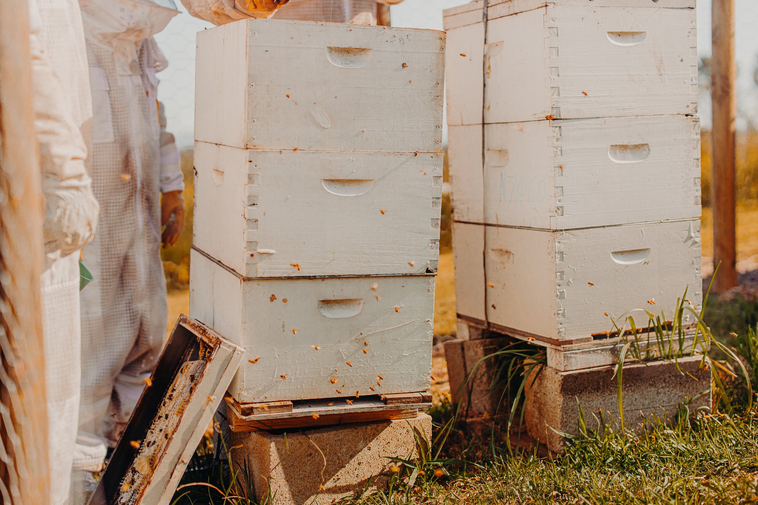 Close-up of beehives with bees flying around in an outdoor setting during sunset.