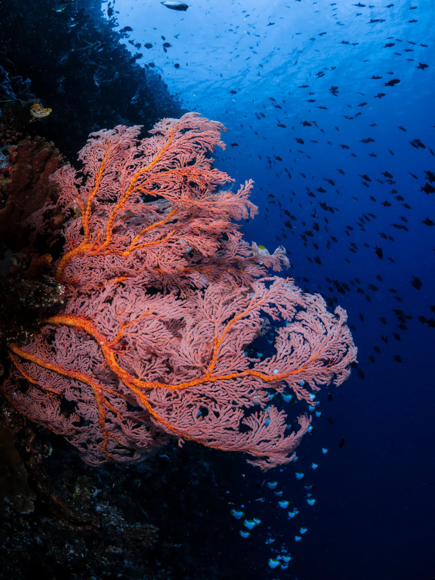 Bastianos UW 212.JPG