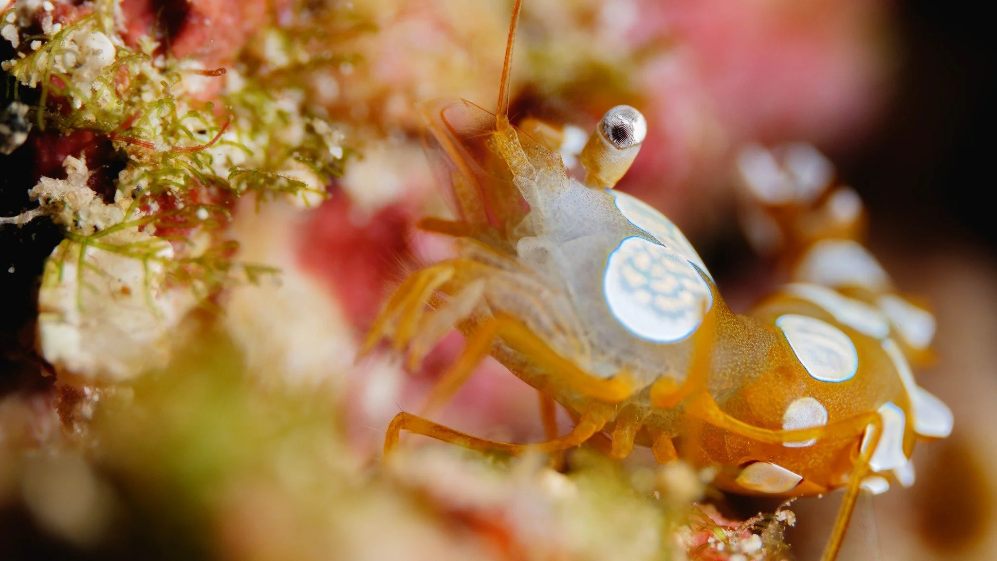 Dancing Shrimp (Thor Amboinensis)