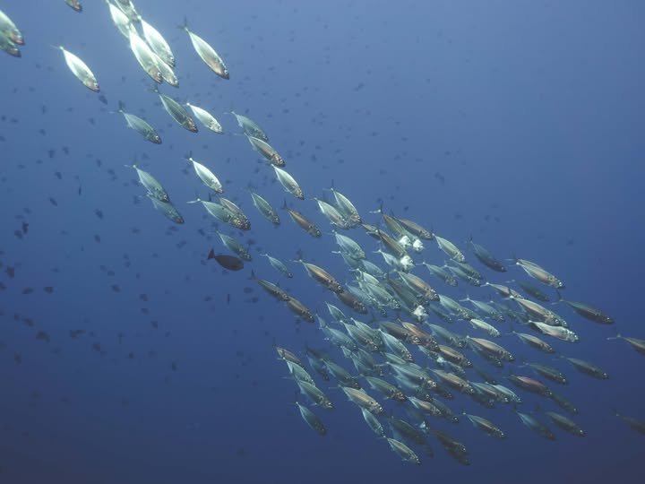 School of Mackerels