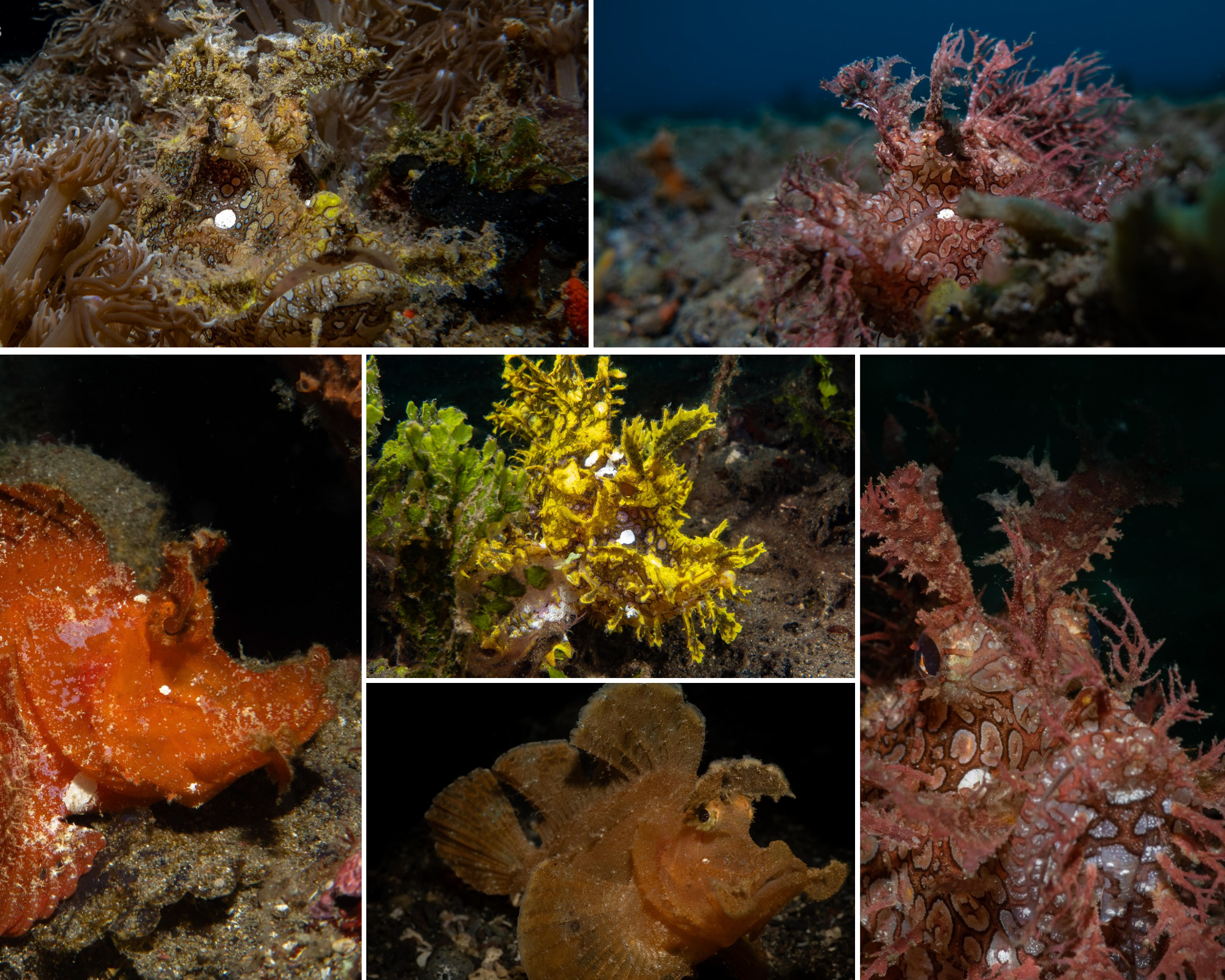 Rare Critters of Lembeh: Rhinopias