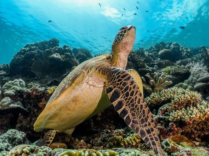 Preparing to Surface (taken at Bunaken)
