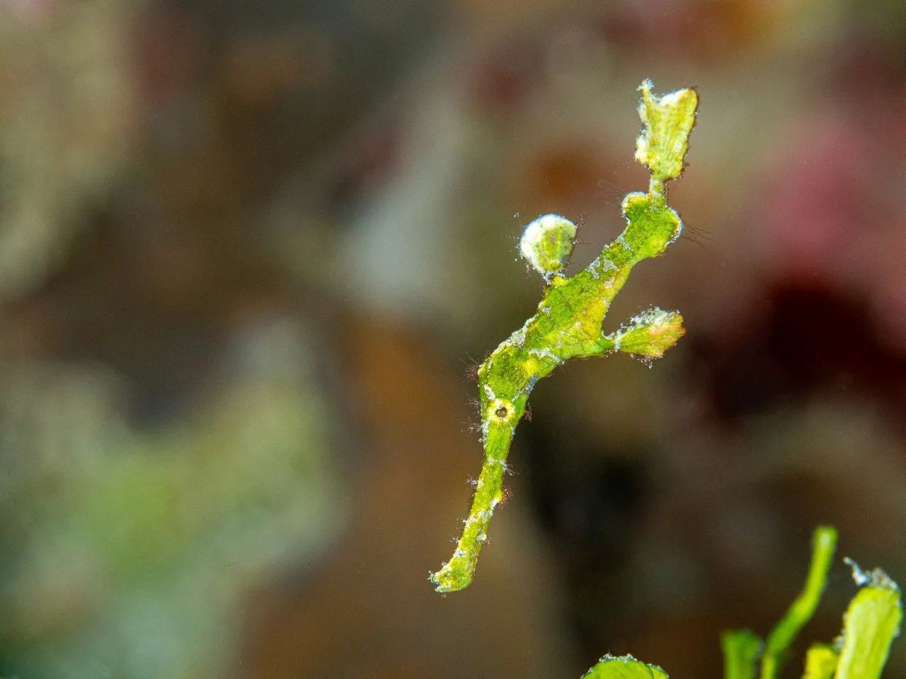 Solenostomus Halimeda 