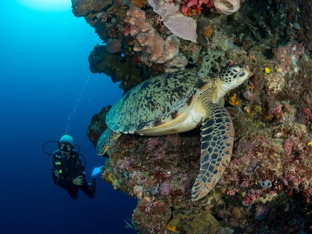 A Turtle and a Diver 