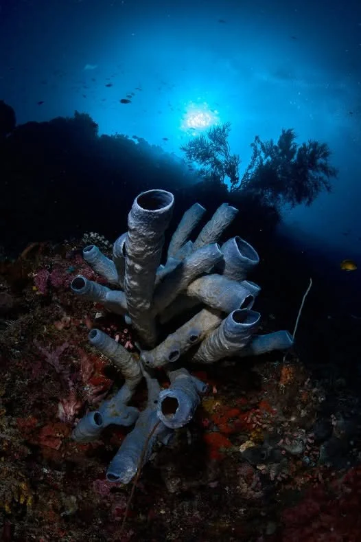 Sponges