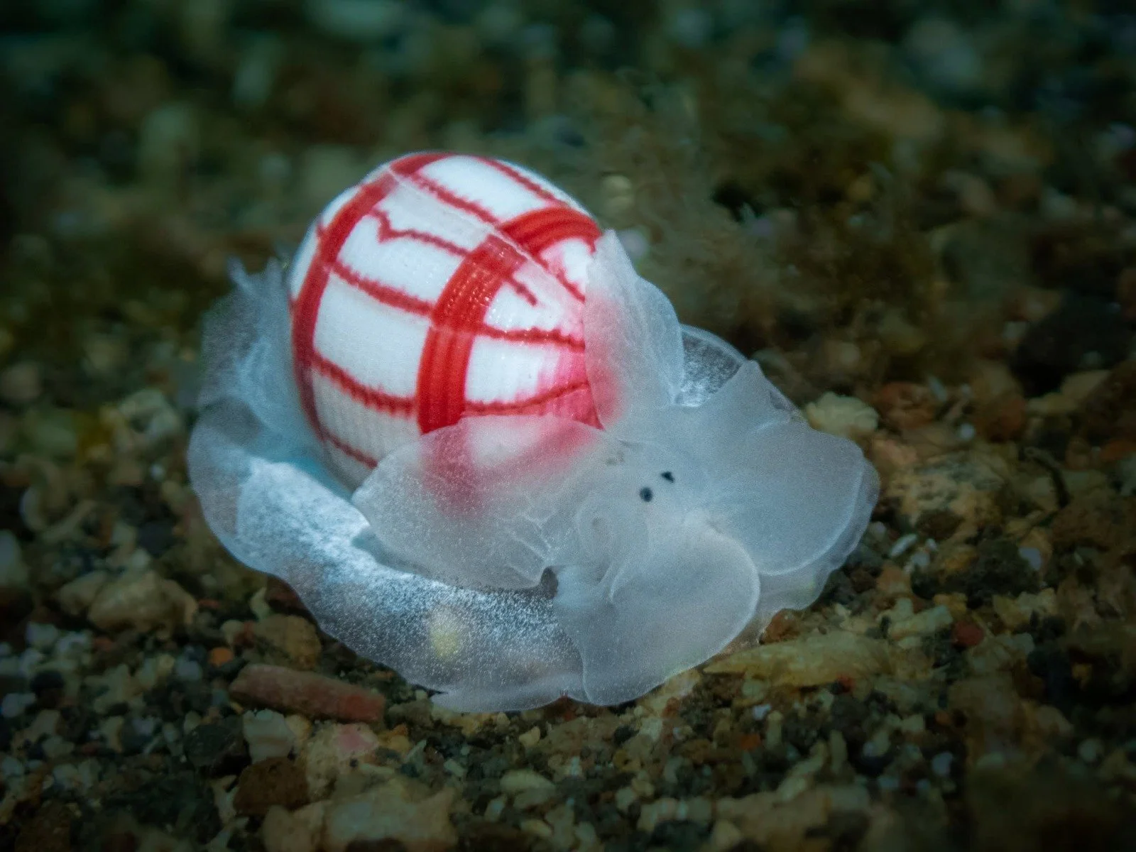 Eye Candy of the Ocean- Bullina lineata