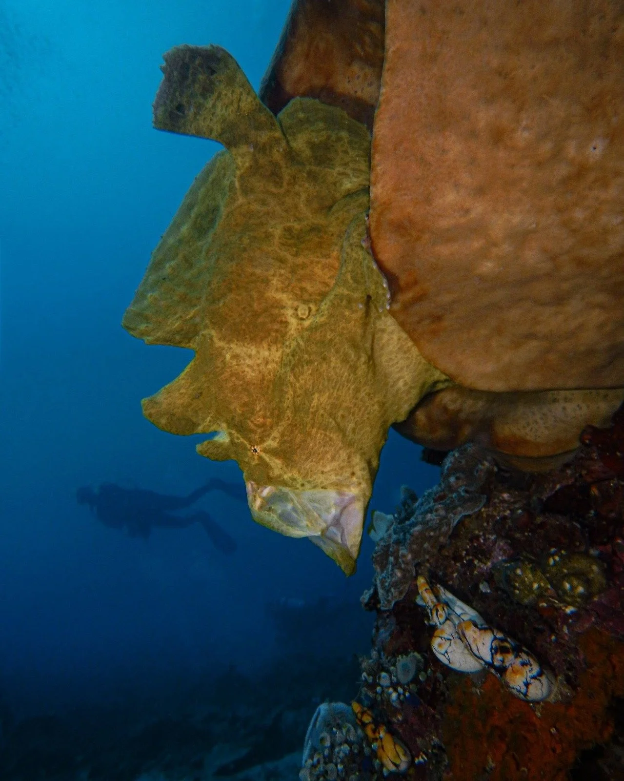 Master of Disguise - Giant Frogfish