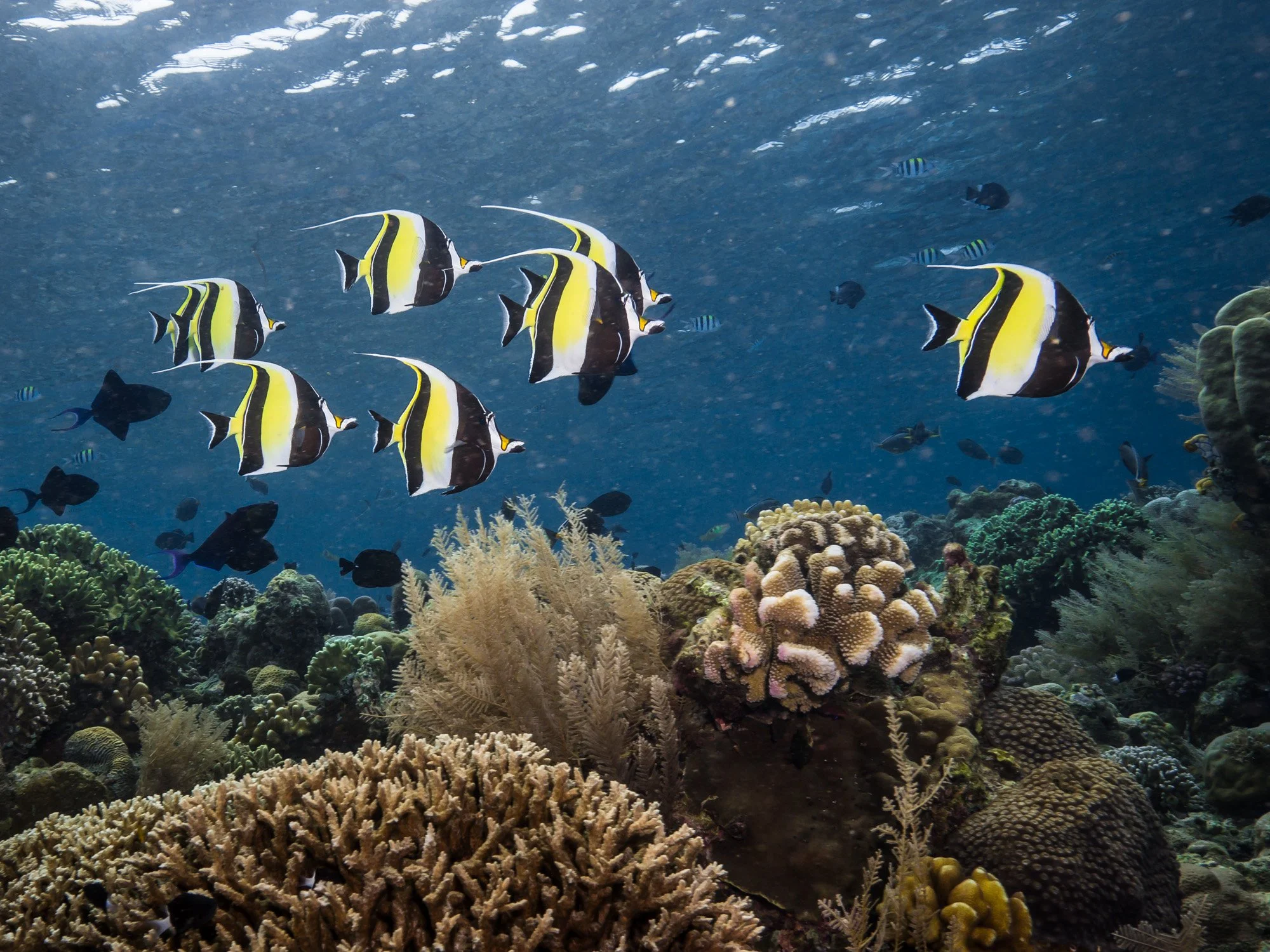 Bastianos UW 163.JPG