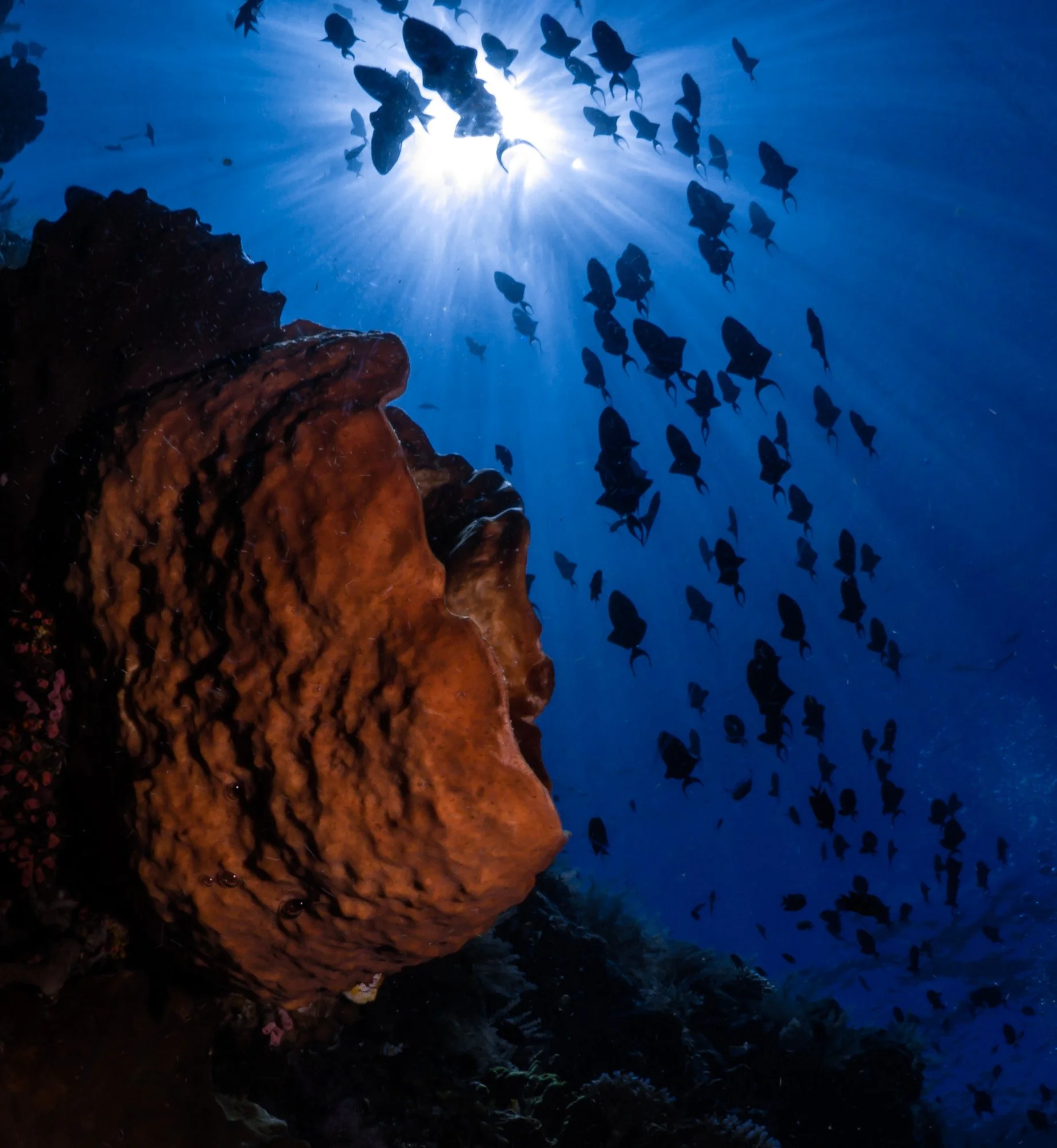 Bastianos UW 208.JPG