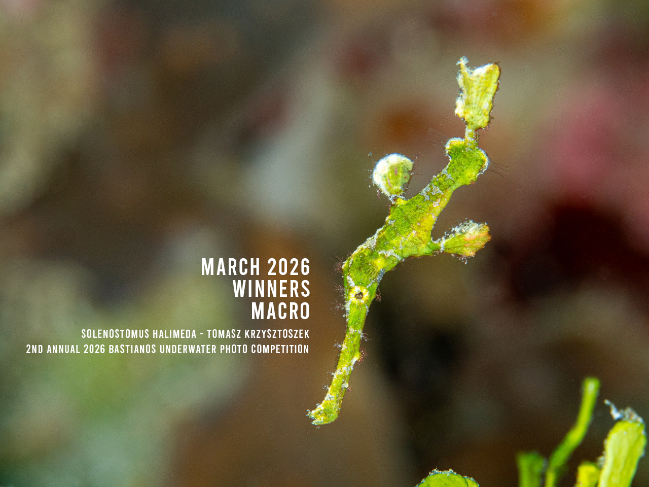 WINNER MACRO - Solenostomus Halimeda - Tomasz Krzysztoszek_HOMEHEADER.png