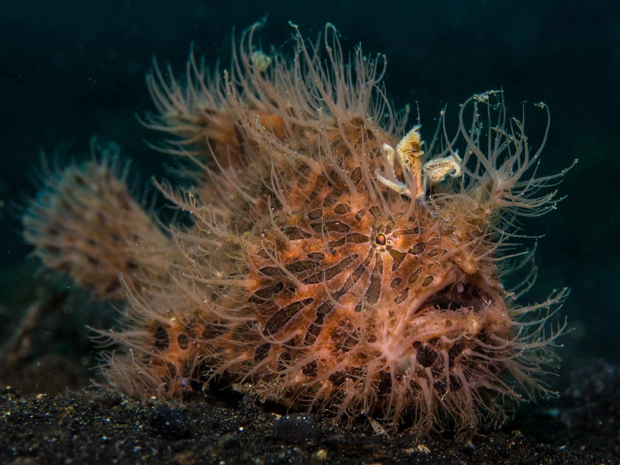 Bastianos UW 132.JPG