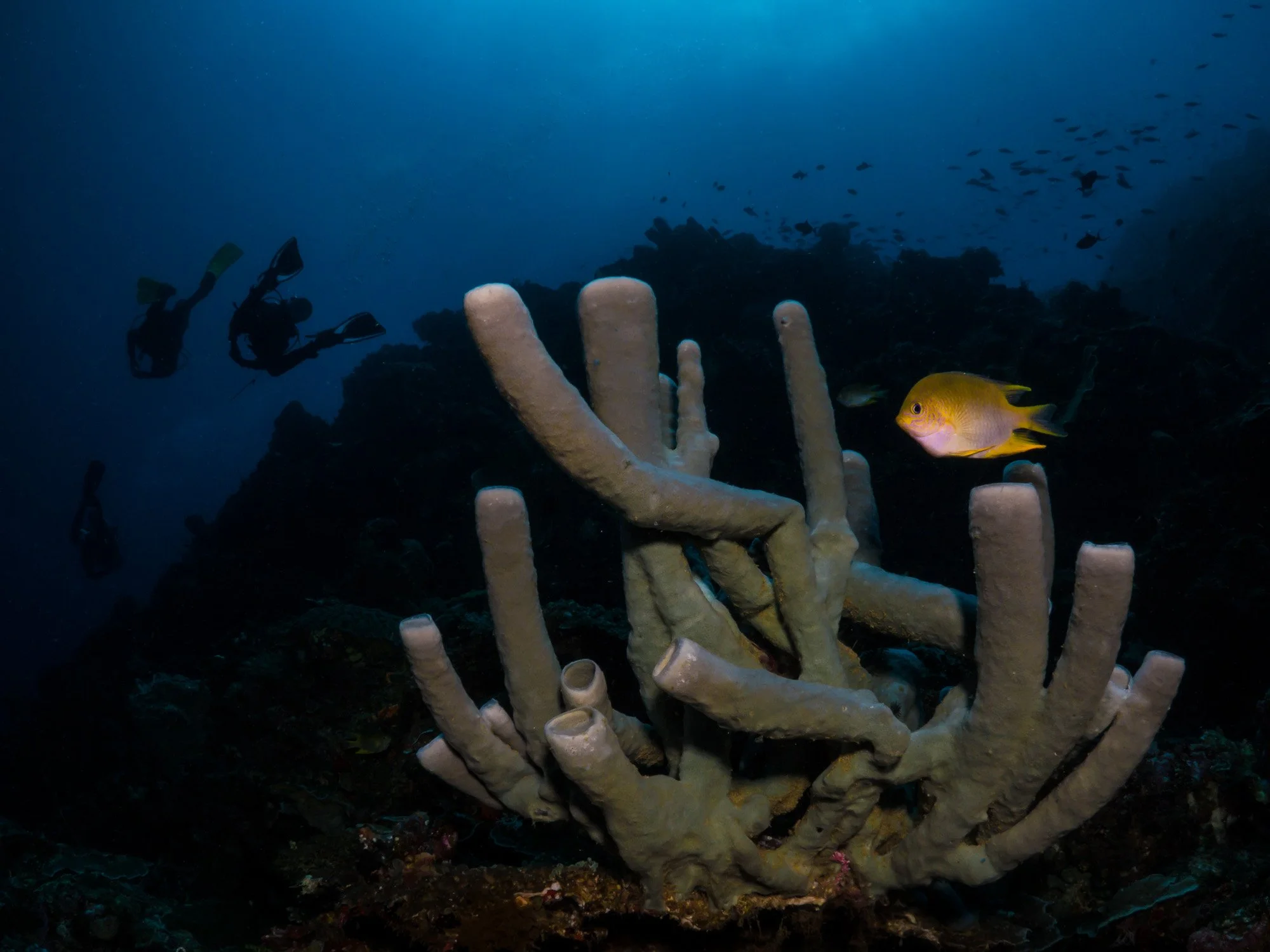 Bastianos UW 020.JPG