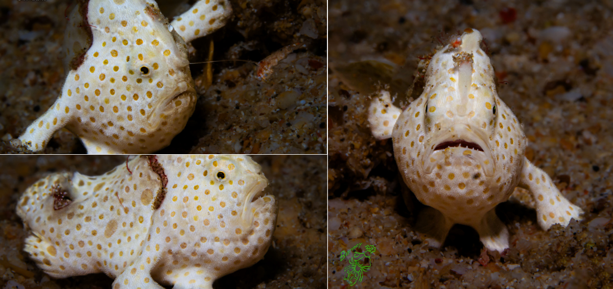 Painted Frogfish (Antennarius pictus) – Juvenile Ambush Predator at ...