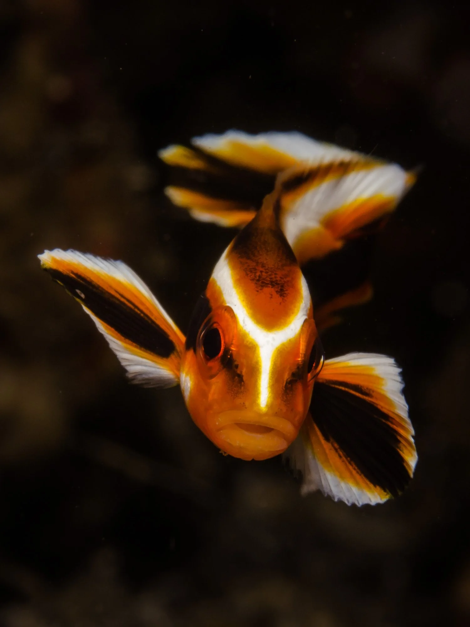 Bastianos UW 315.JPG