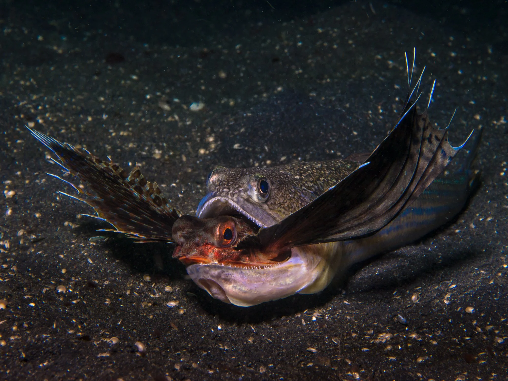 Bastianos UW 042.JPG