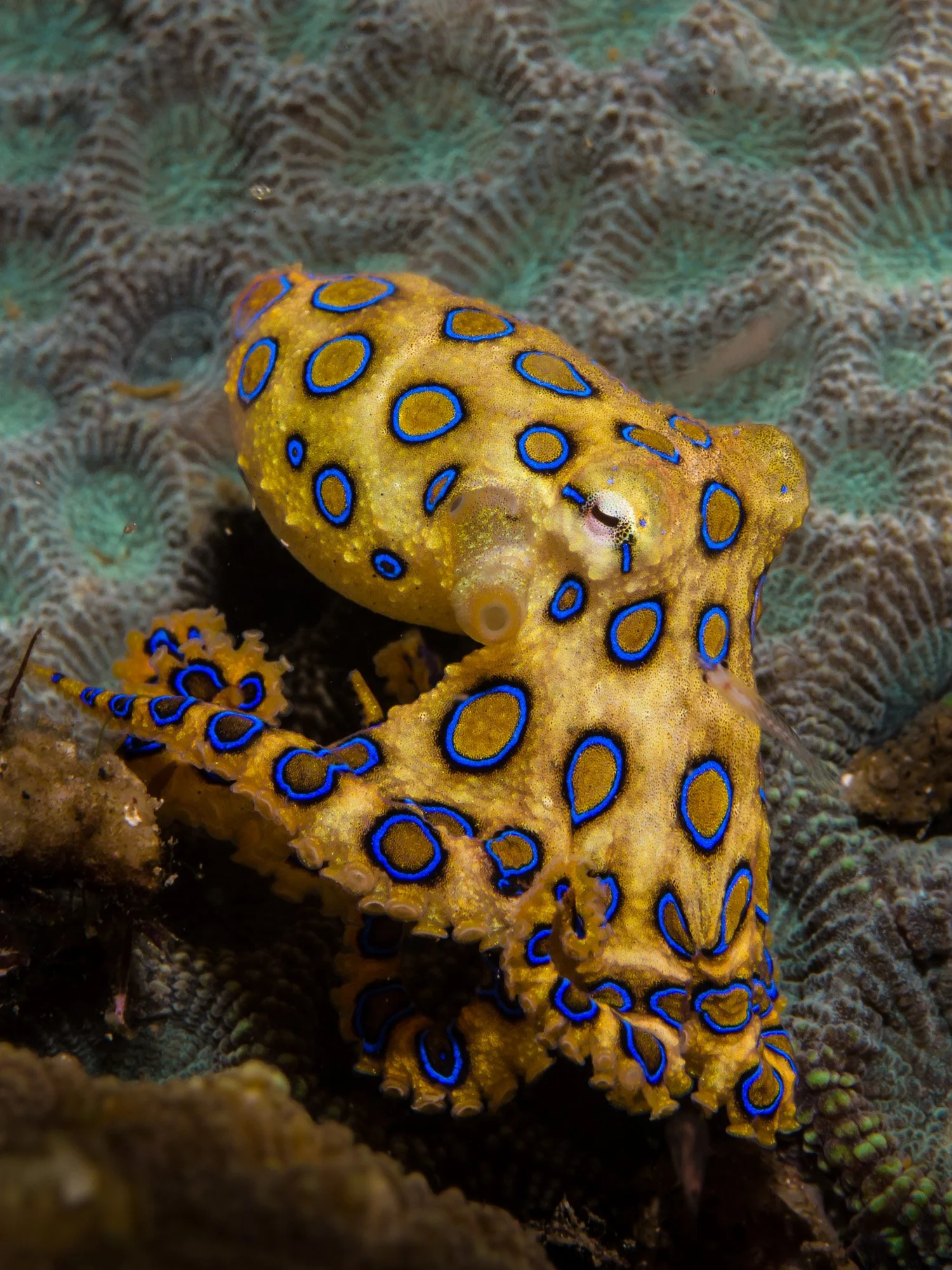 Bastianos UW 185.JPG