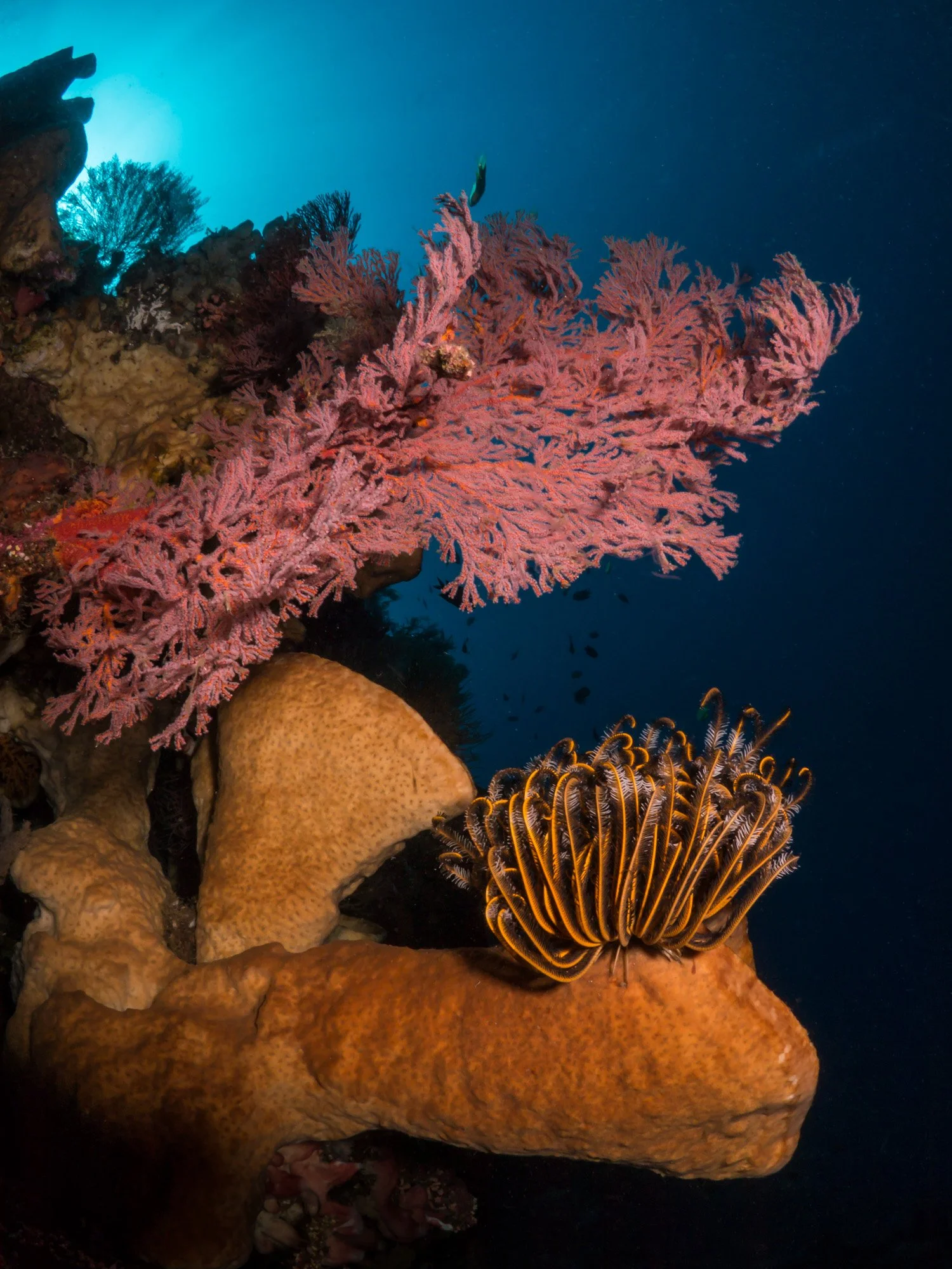 Bastianos UW 017.JPG