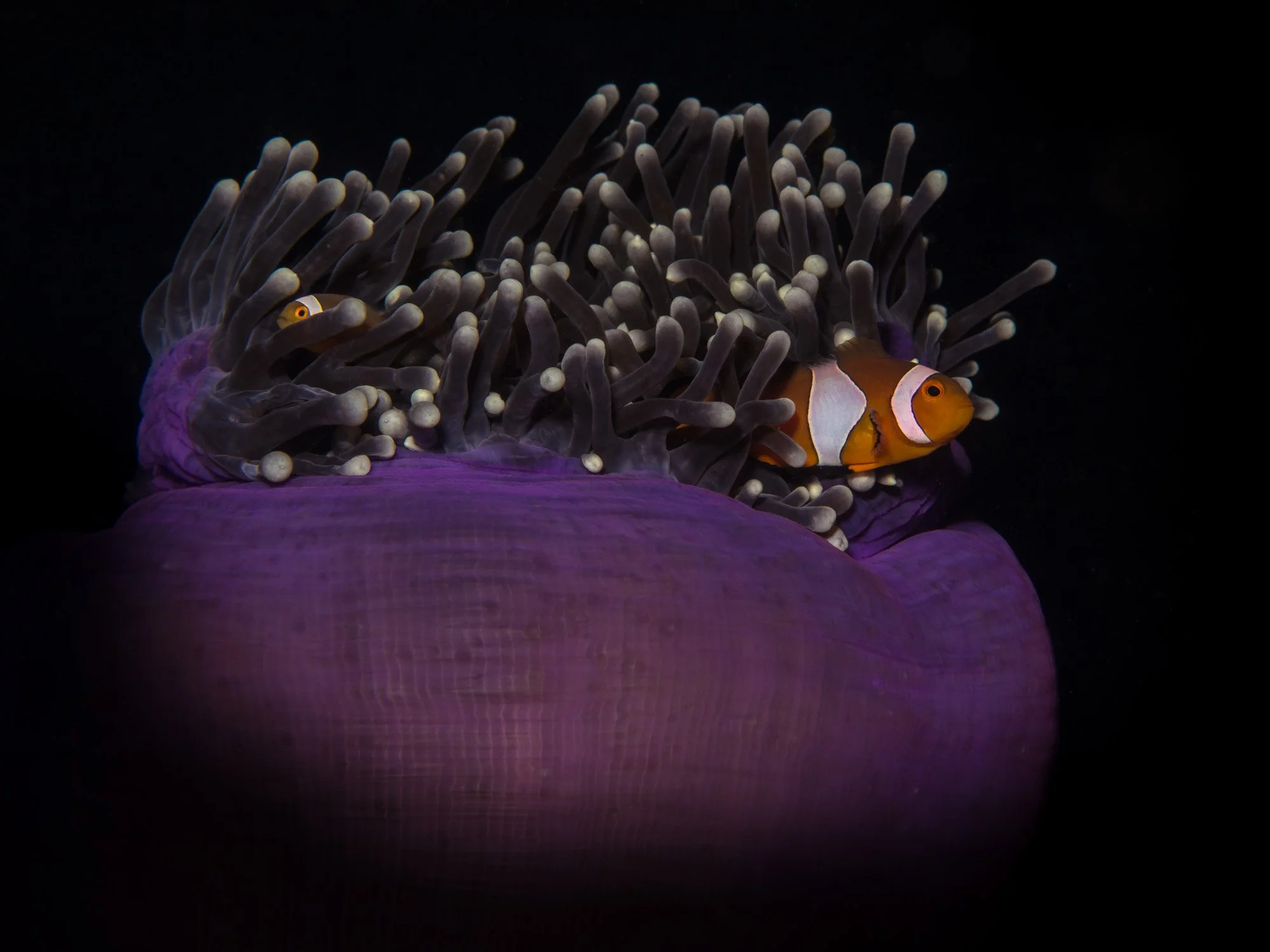 Bastianos UW 031.JPG