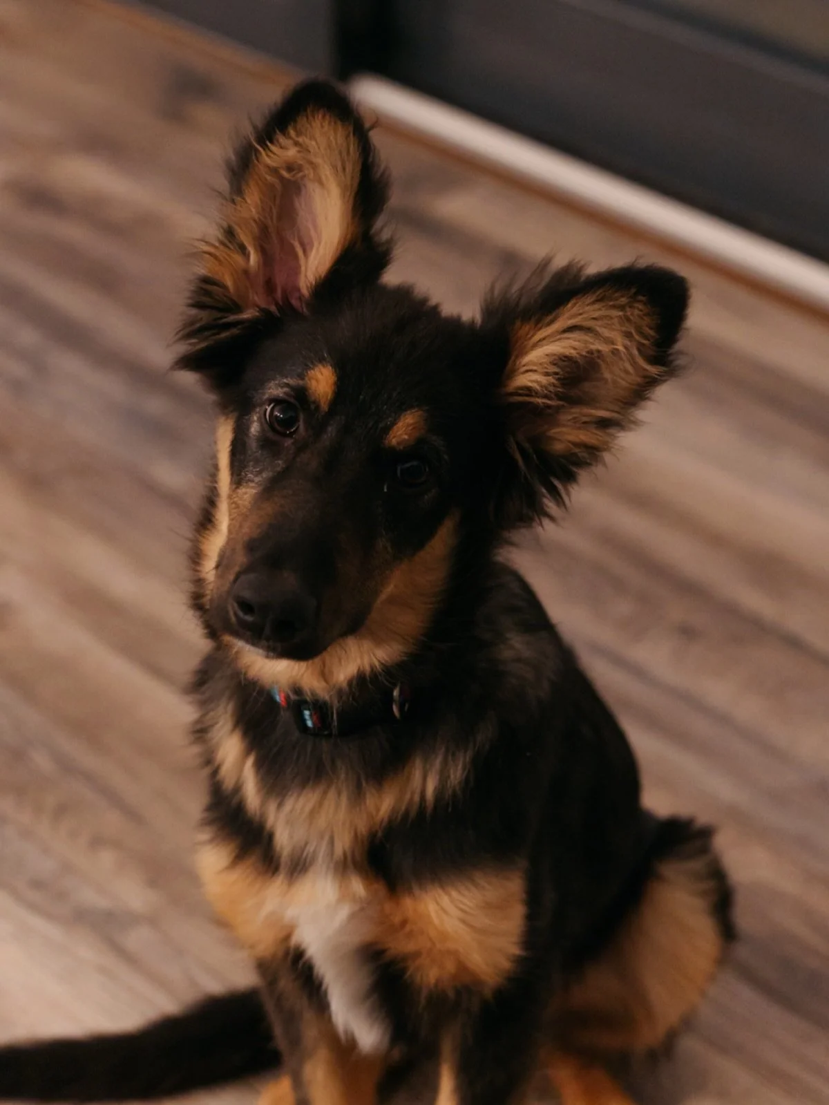 The new baby of our house, Cro&iacute; 🤎
Rescued from @mocharaanimalrescue back in January he&rsquo;s now almost 6 months old. 

#rescuedog #newpup