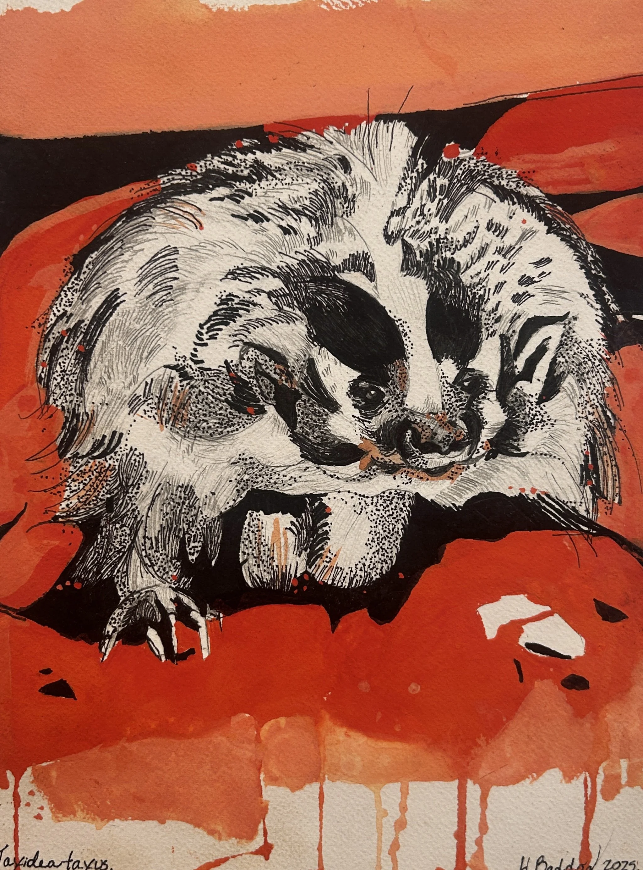 Nocturnal Mammals #1 Badger:Gouache:11x14:2025.jpg