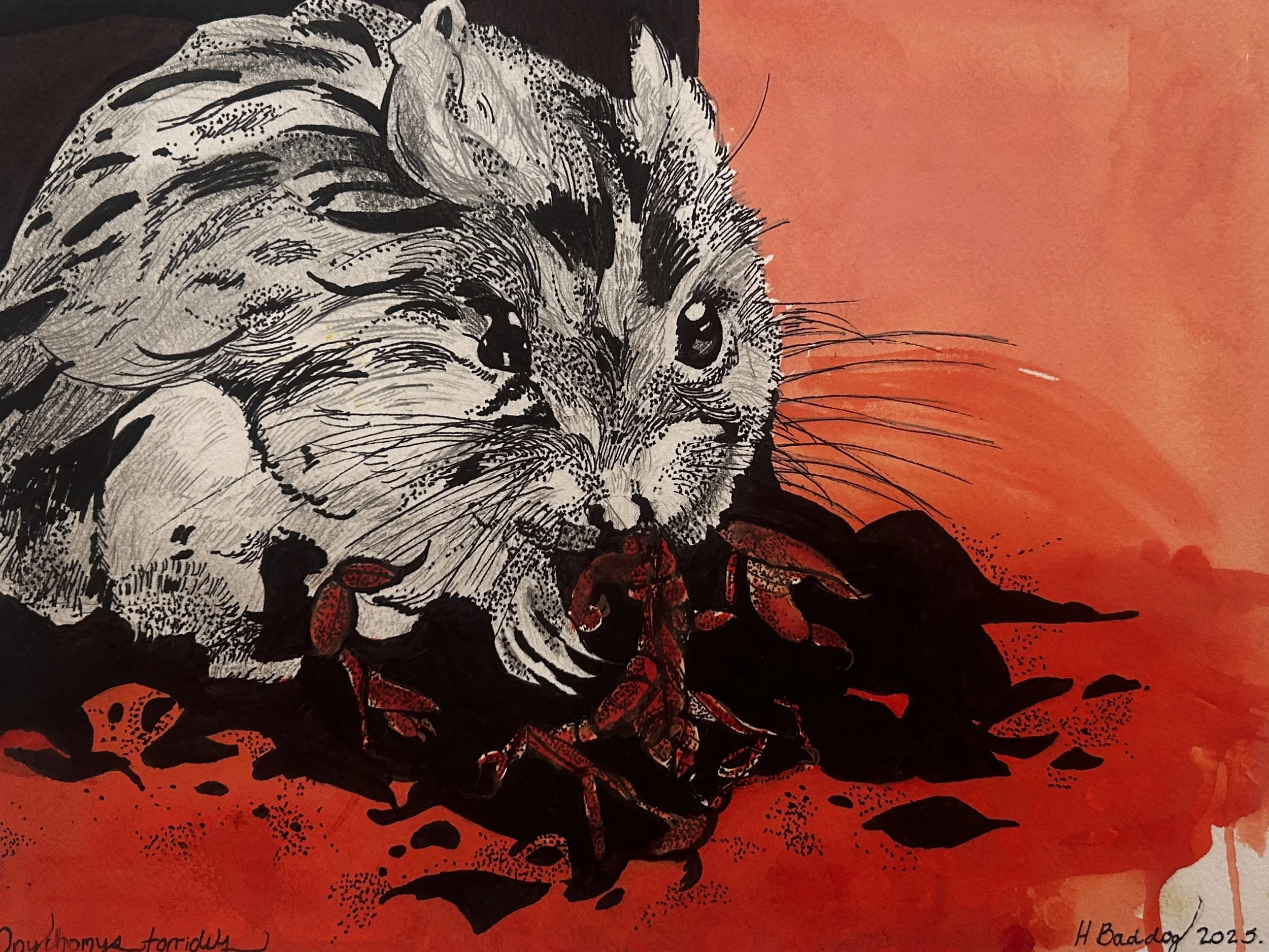 Nocturnal Mammals #3 Grasshopper Mouse:Gouache:11x14:2025.jpg