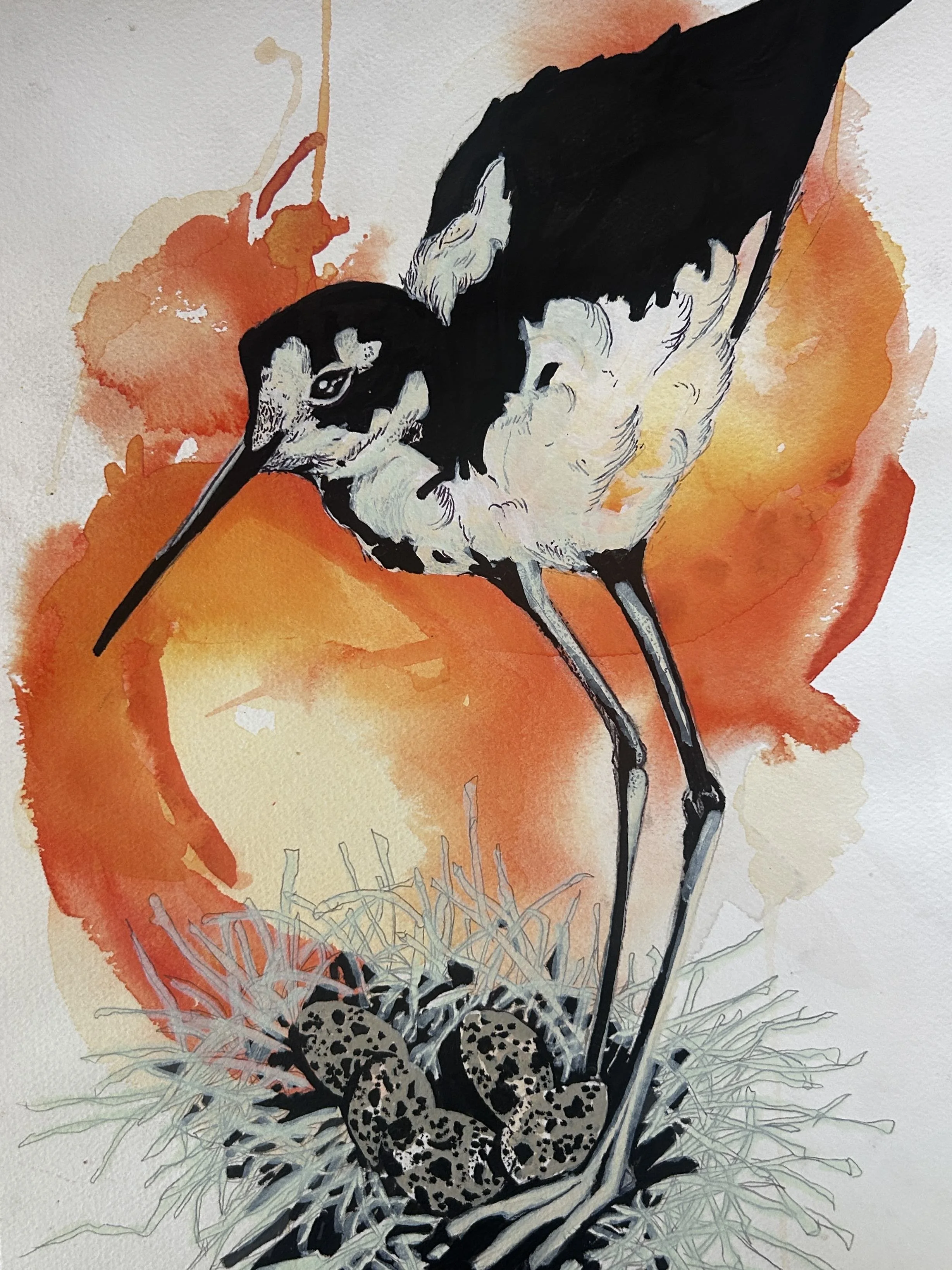 Aves + Mammalia