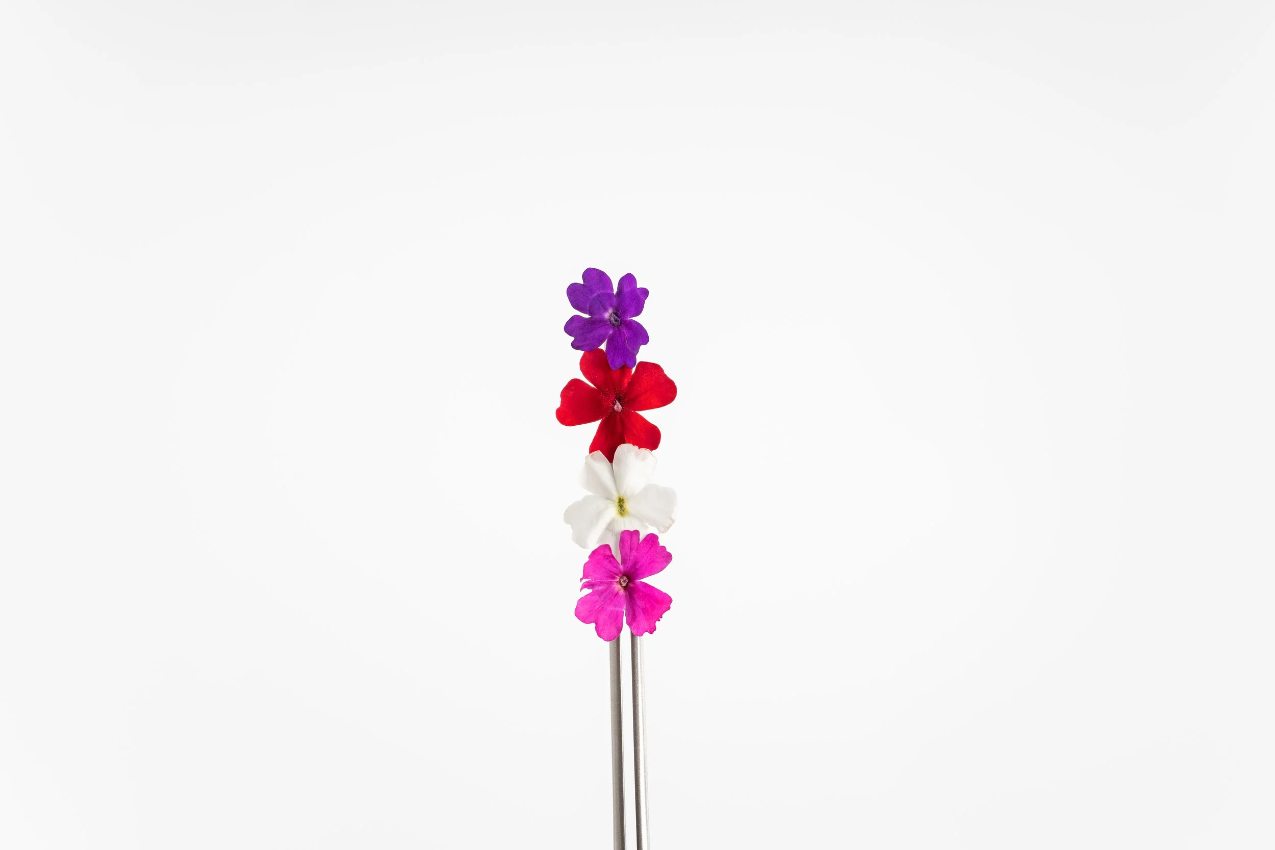 Verbena