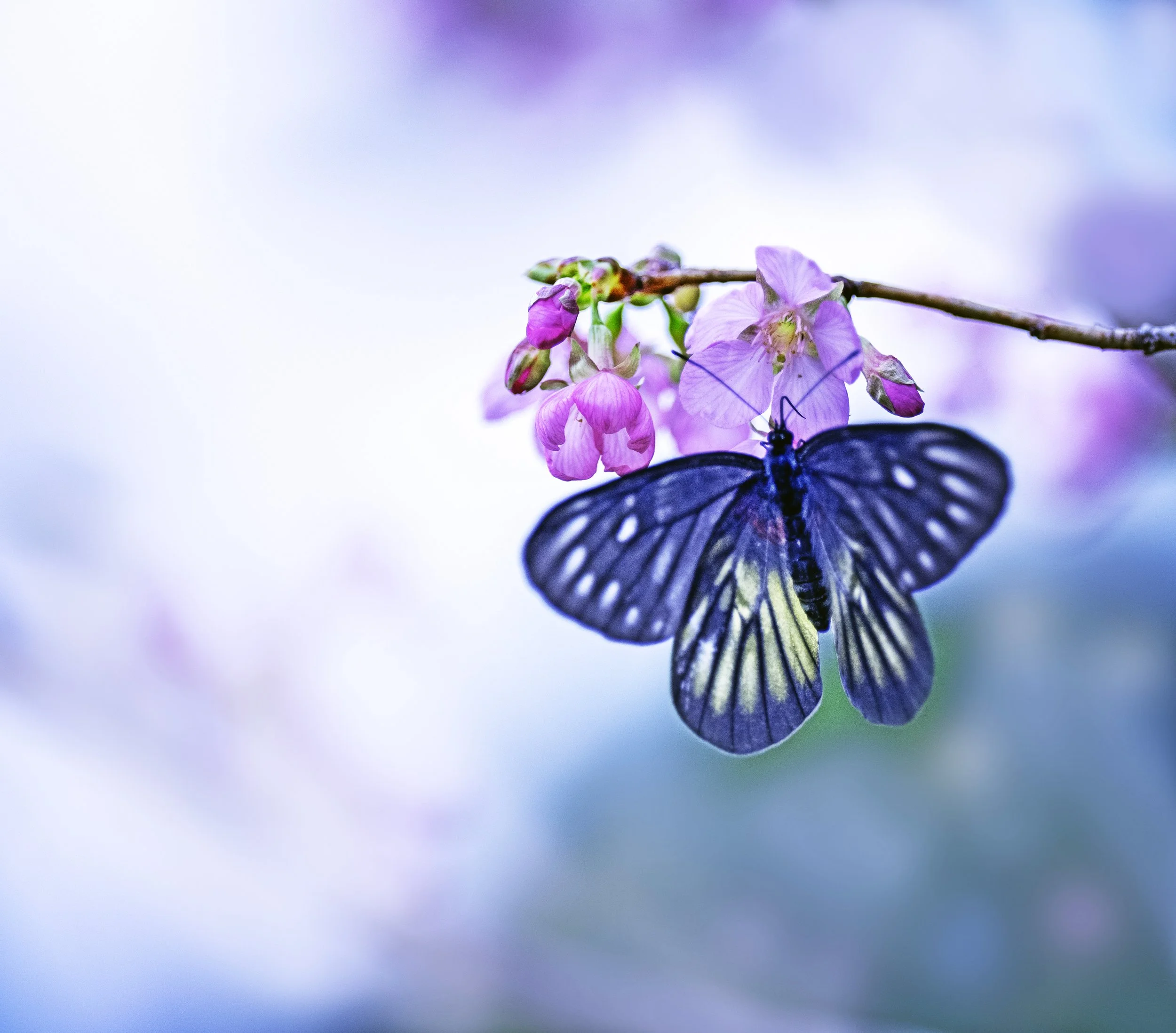 Bild Schmetterling Kopie.jpg