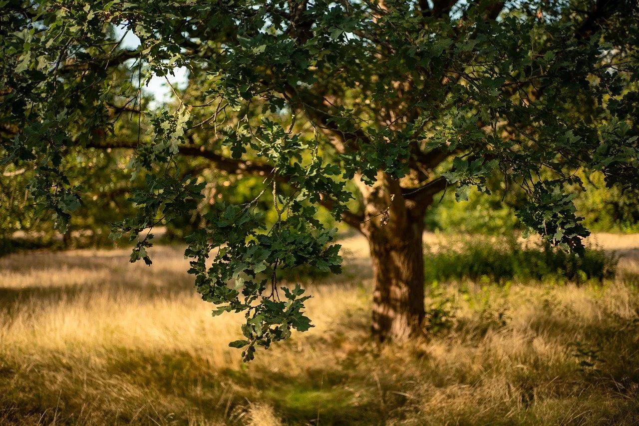 Een boom met groene bladeren in een veld met gras, onder zonlicht.