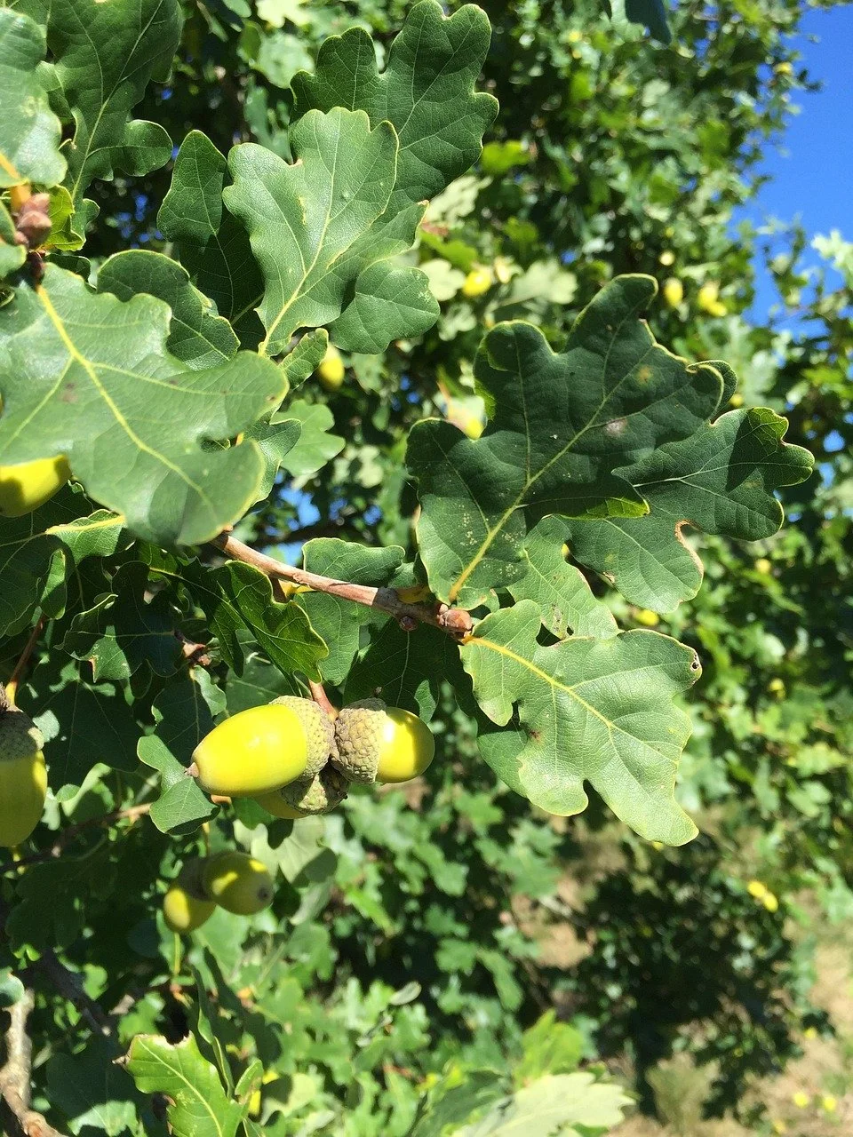 Groene eikenbladeren en onrijpe eikels aan een boom onder een blauwe lucht.