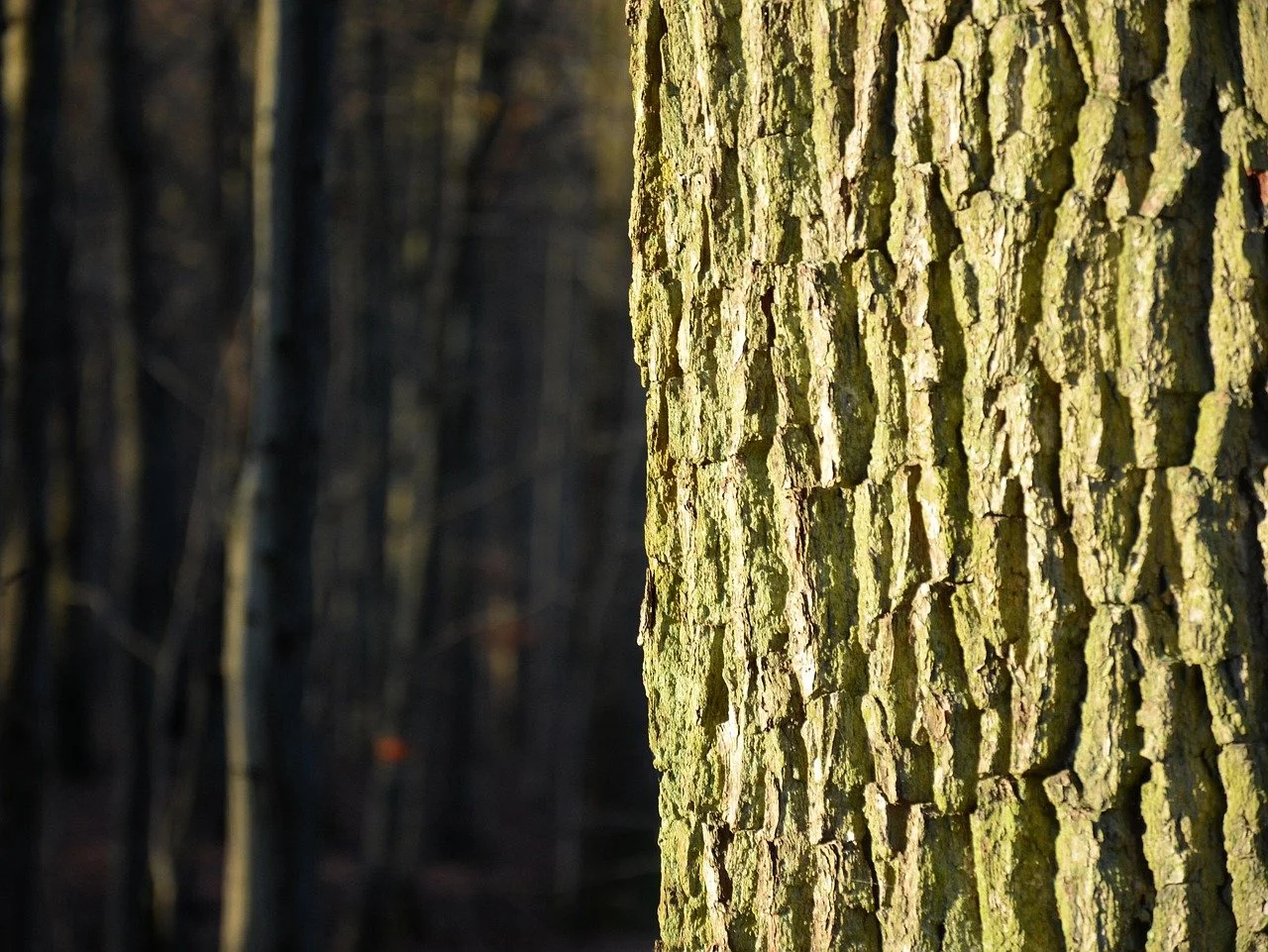 Dicht op de stammen van jonge bomen in een donkere bosomgeving